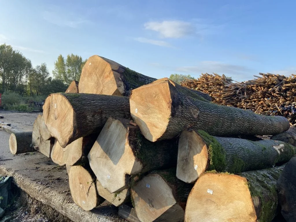 What Can Ash Wood Be Used for: Versatile Applications