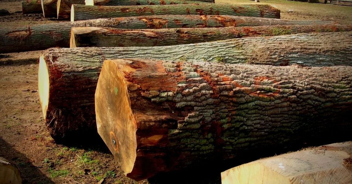 The Impact of Log Shortages in 2022