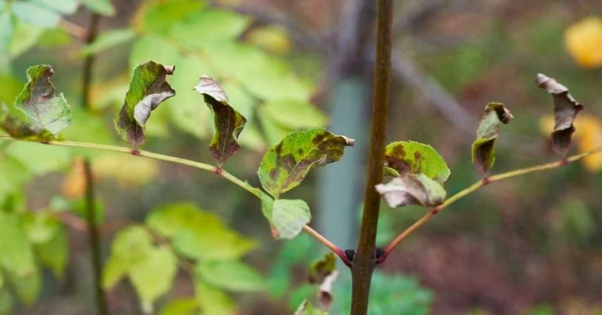 The Spread of Ash Dieback (Chalara) in the UK