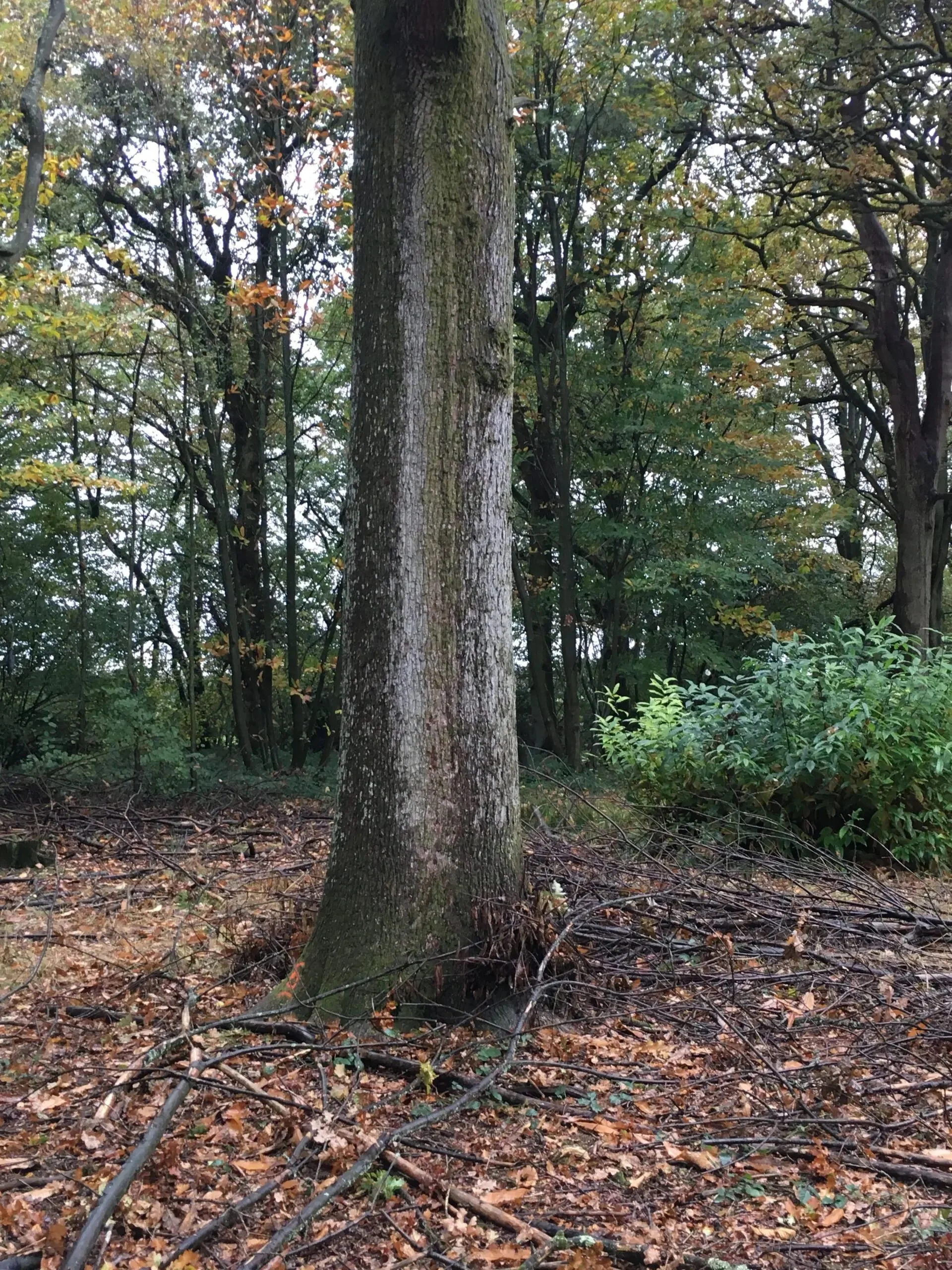 Tree timber.jpg