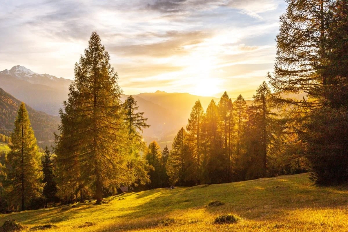 larch trees sustainability