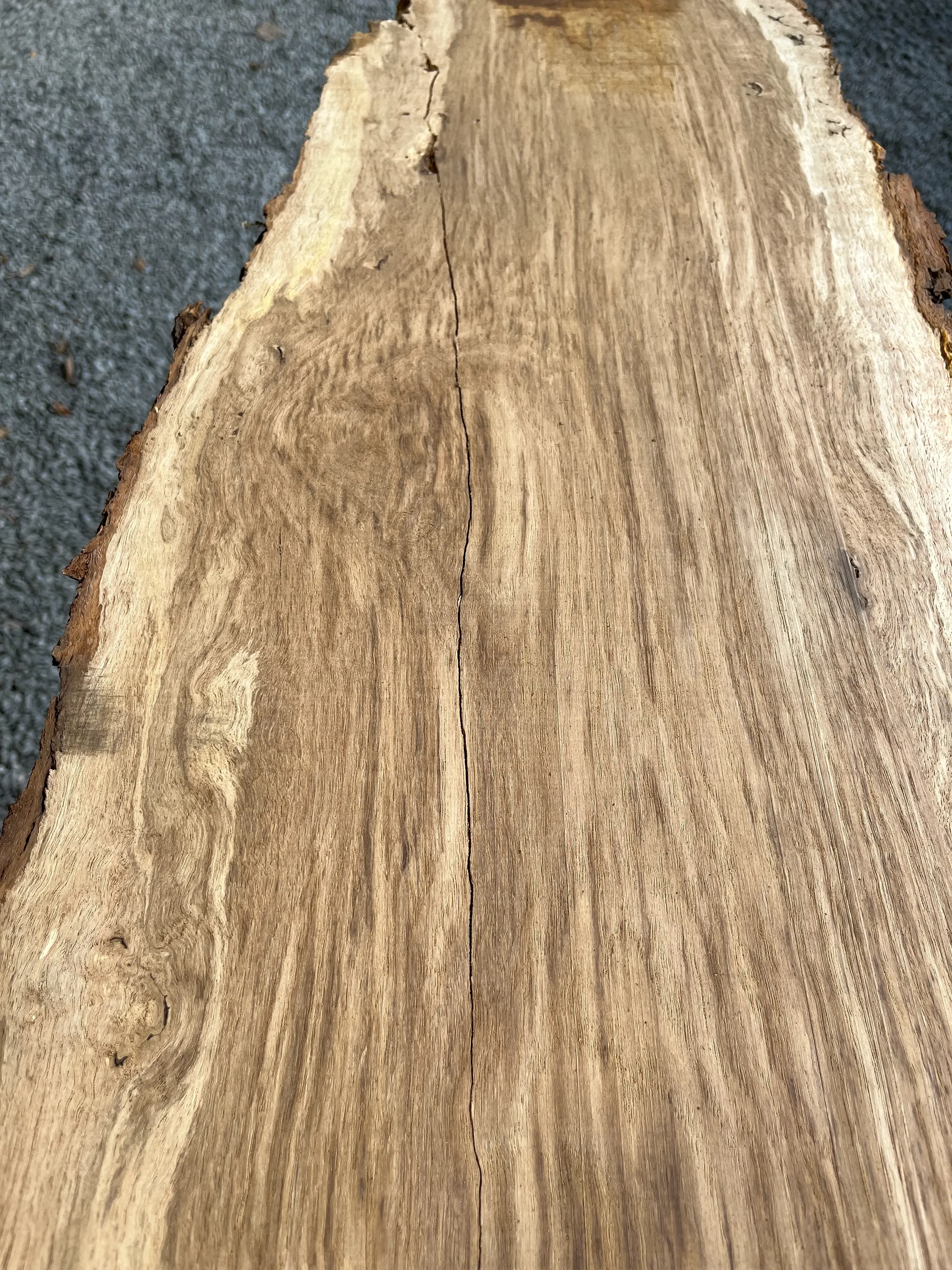 brown oak tt000477.2.webp