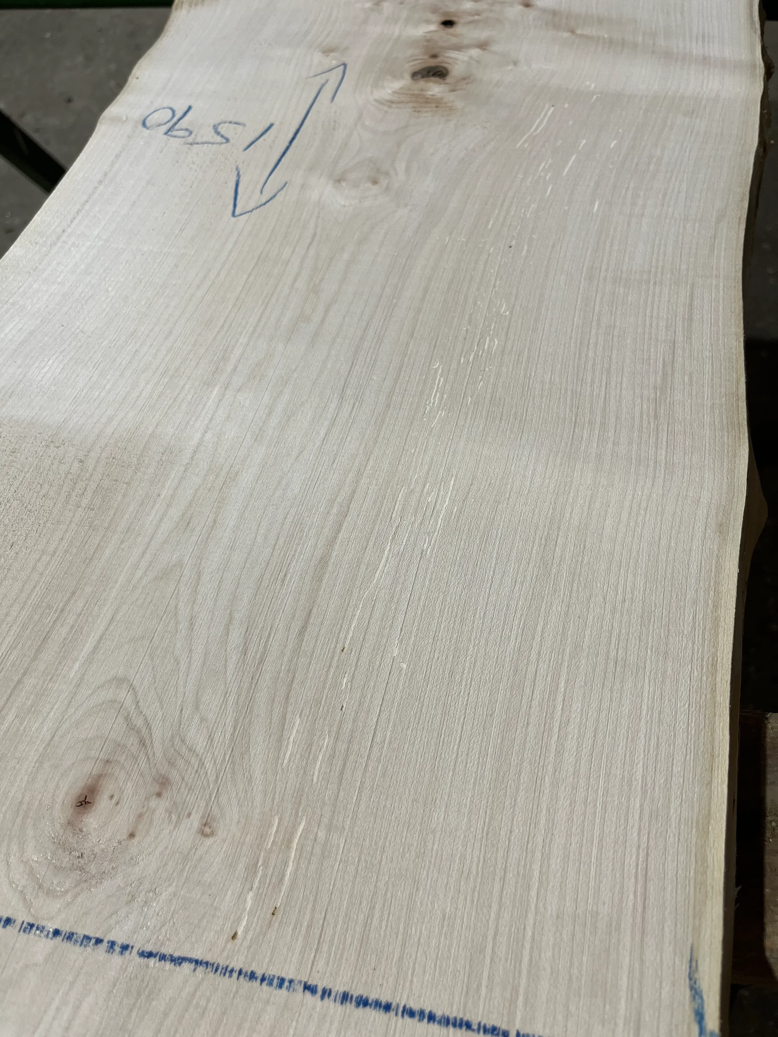 sycamore tt000344.2.webp