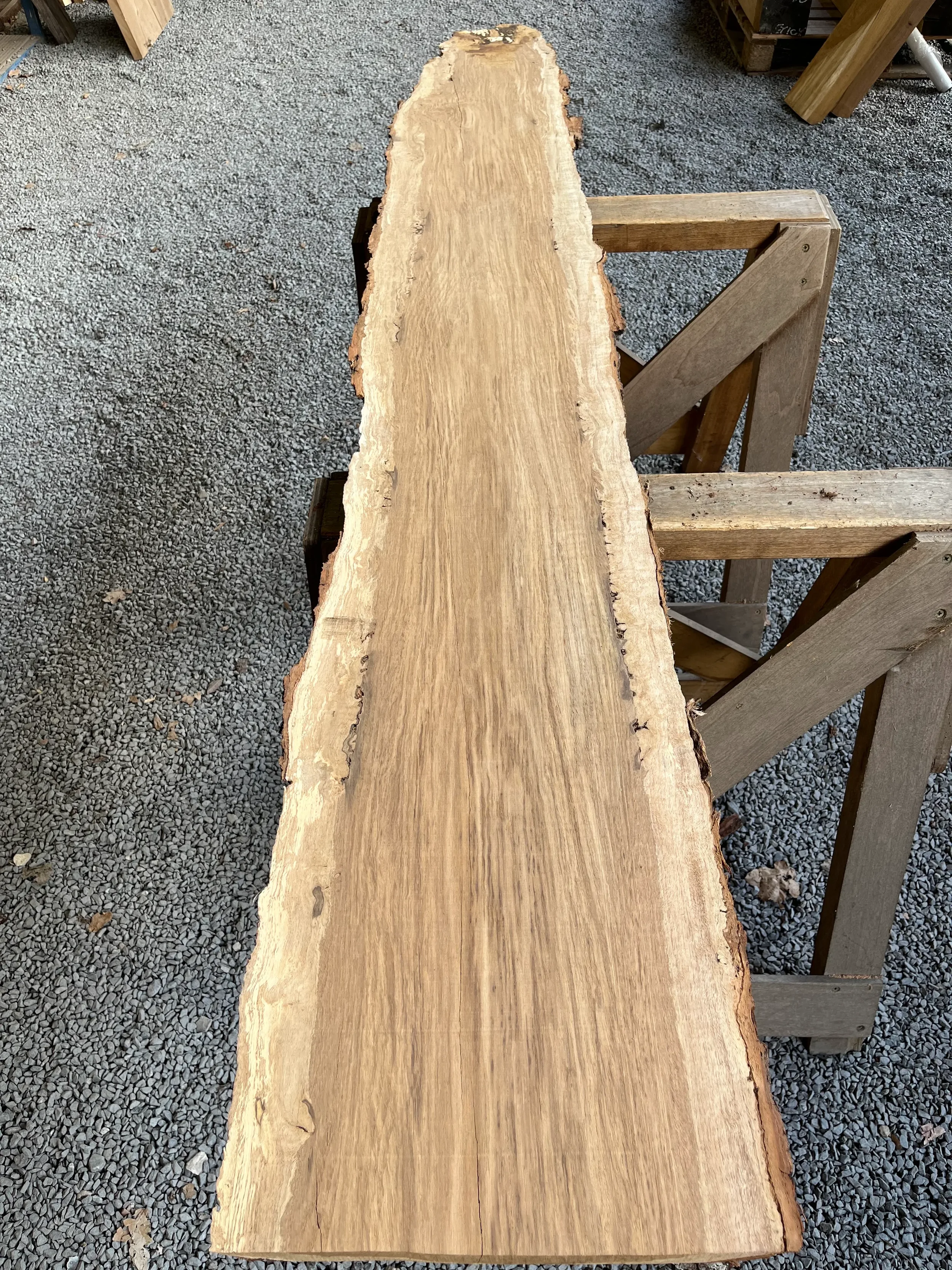 brown oak tt000477.1.webp