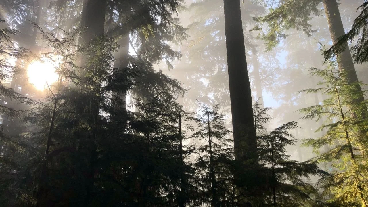 Douglas fir sustainability