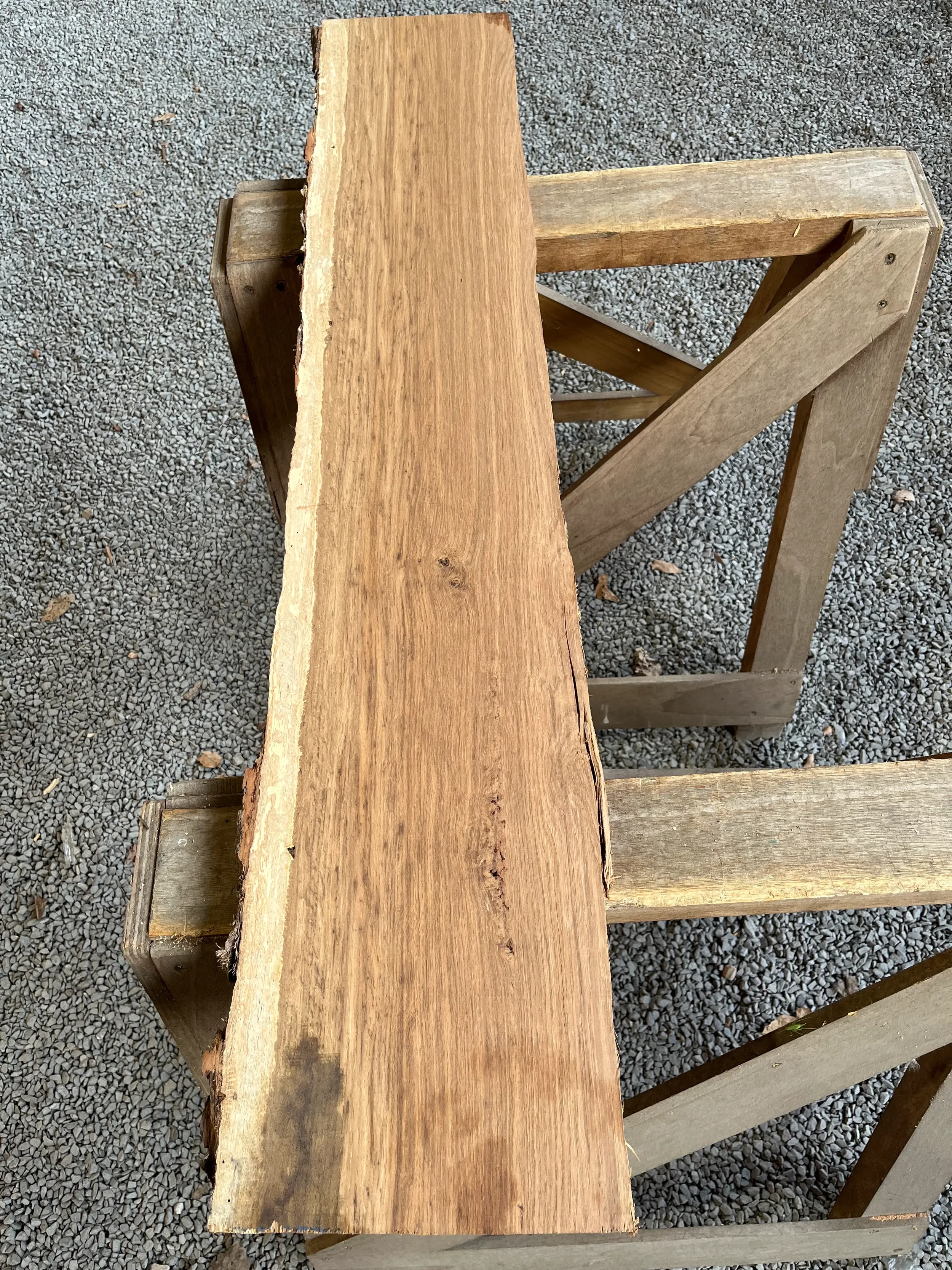 brown oak tt000458.1.webp