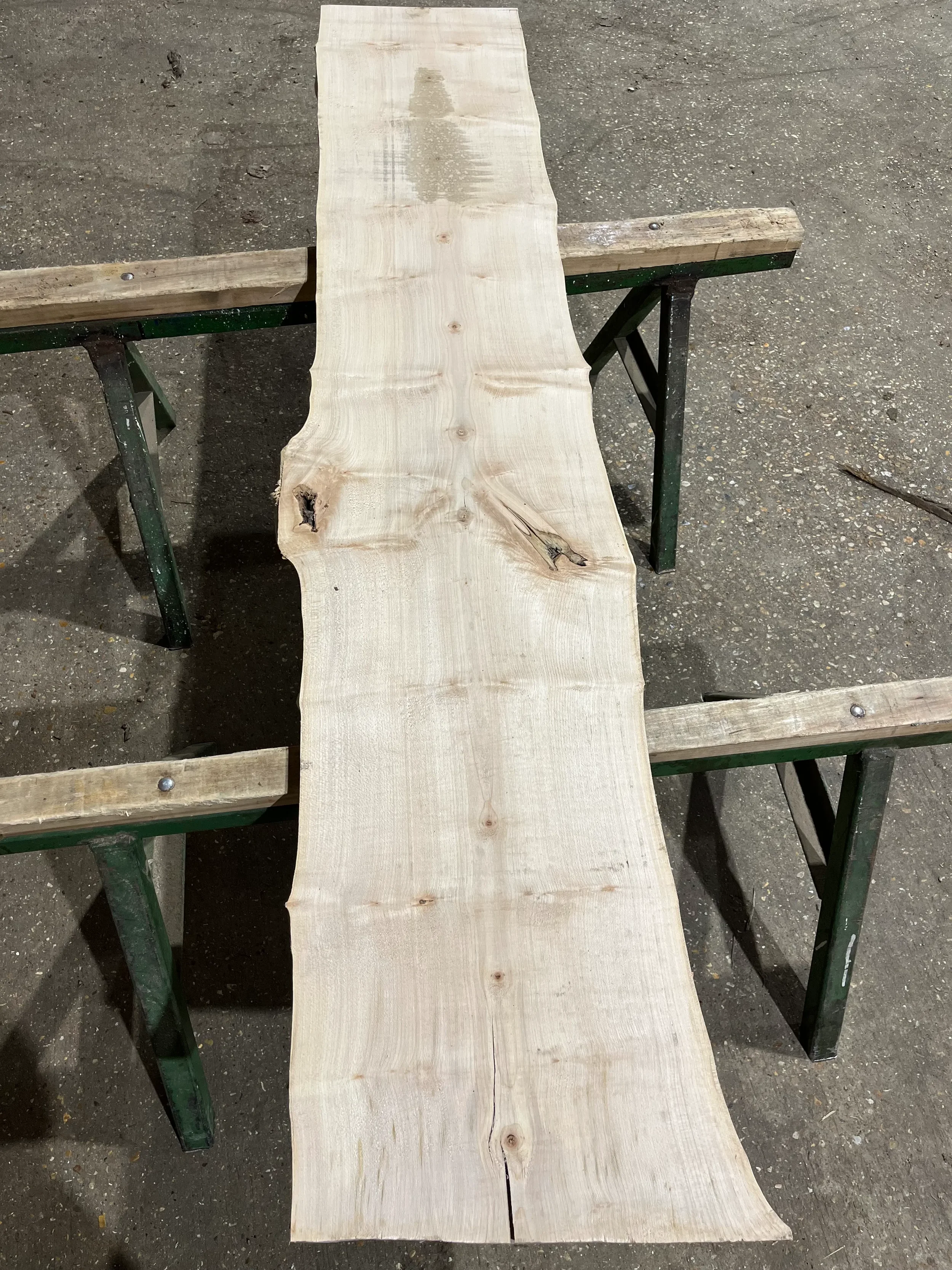 sycamore tt000342.1.webp