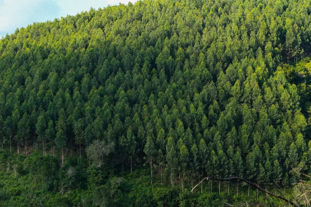 Sustainable timber sourced by WL West Timber
