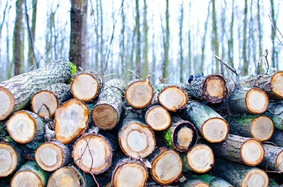 timber trends
