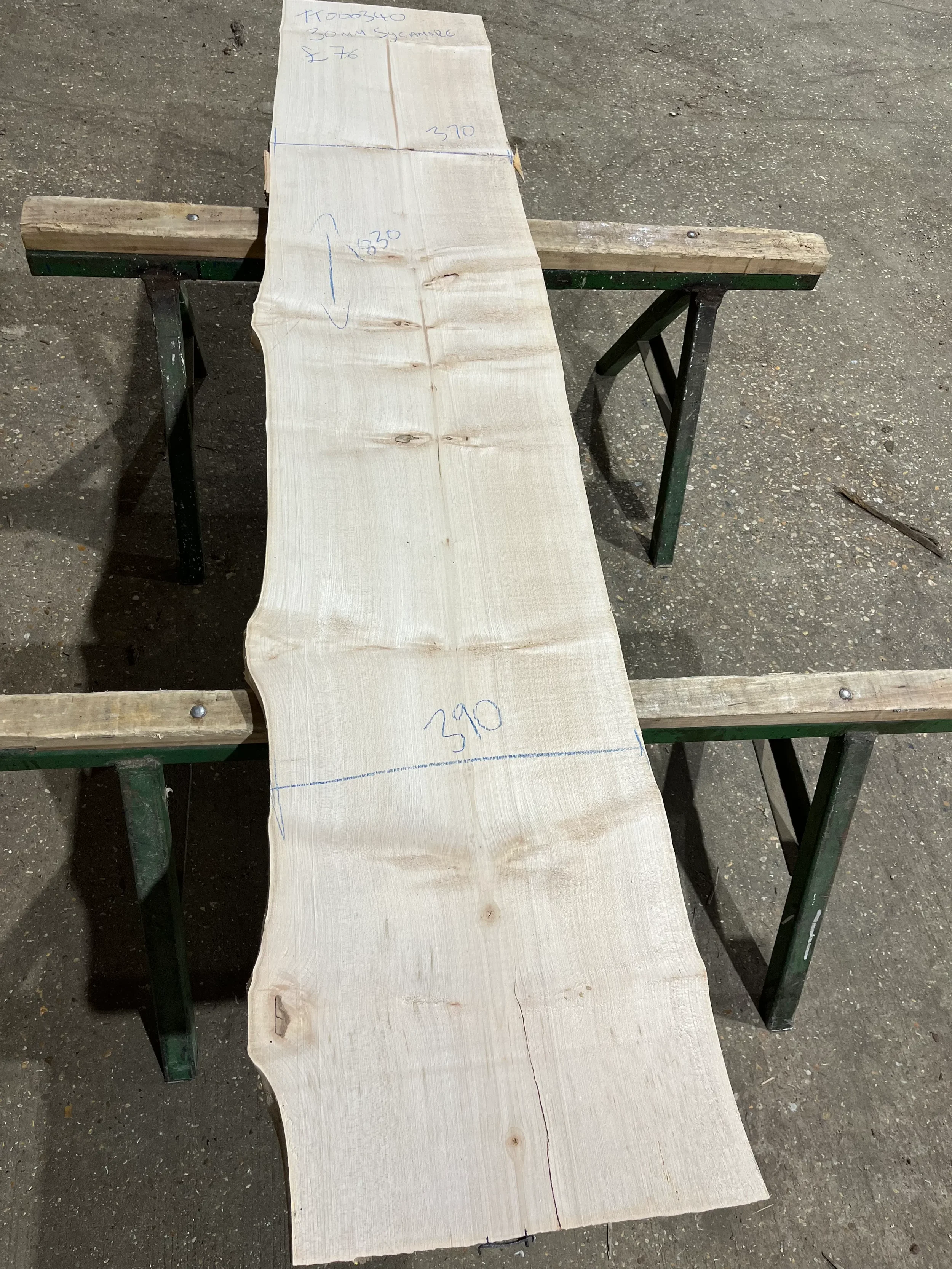 sycamore tt000340.webp