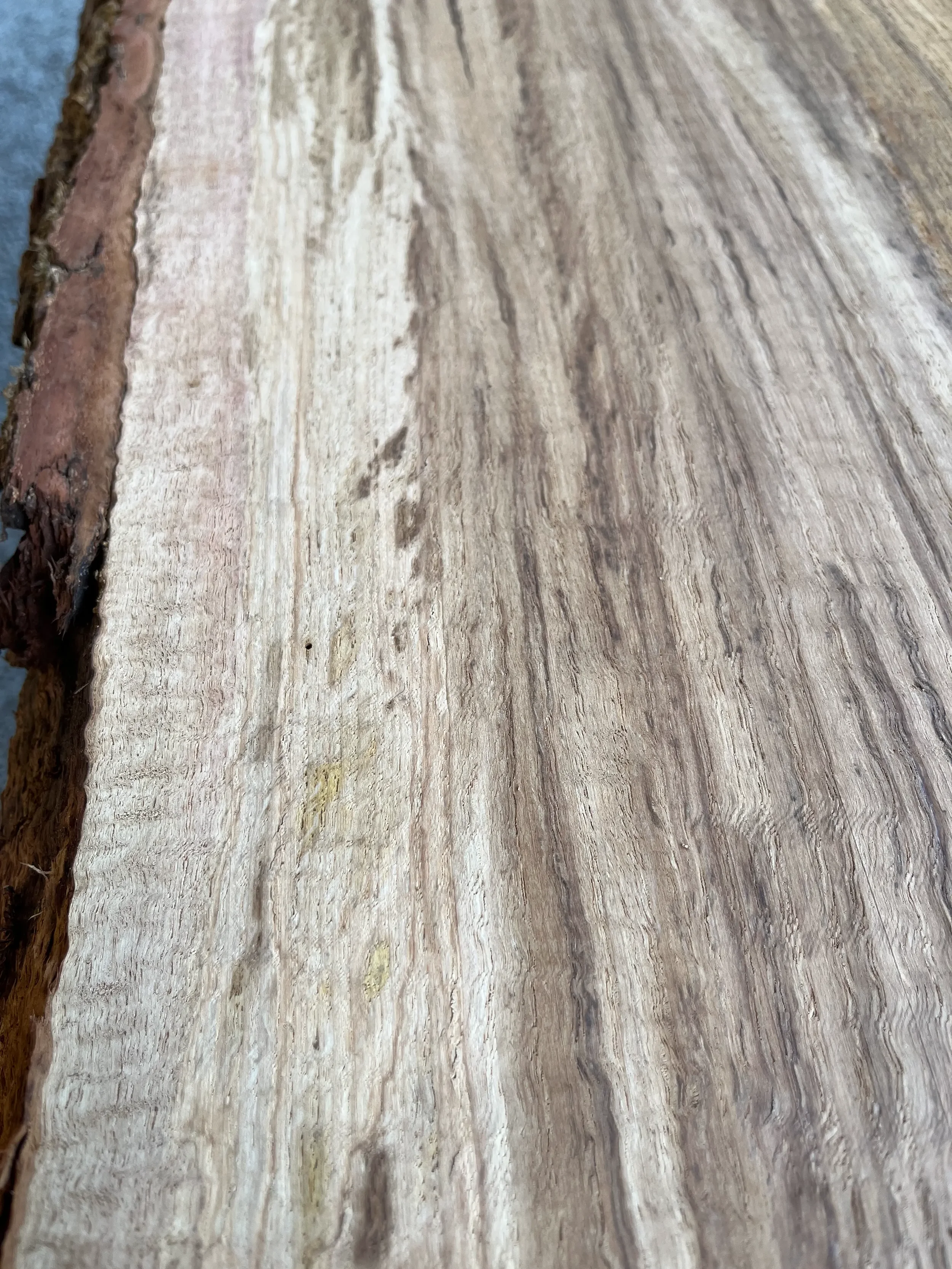 brown oak tt000460.2.webp