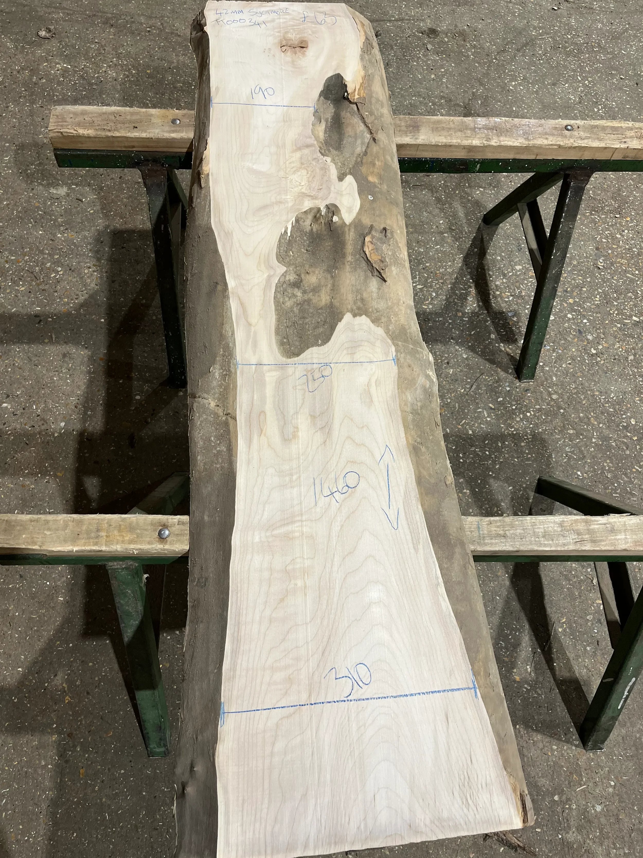 sycamore tt000341.1.webp