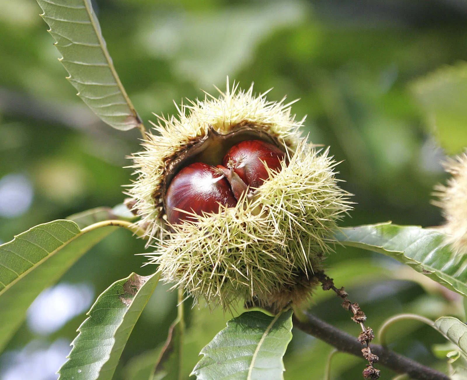 Spiney spanish chestnut