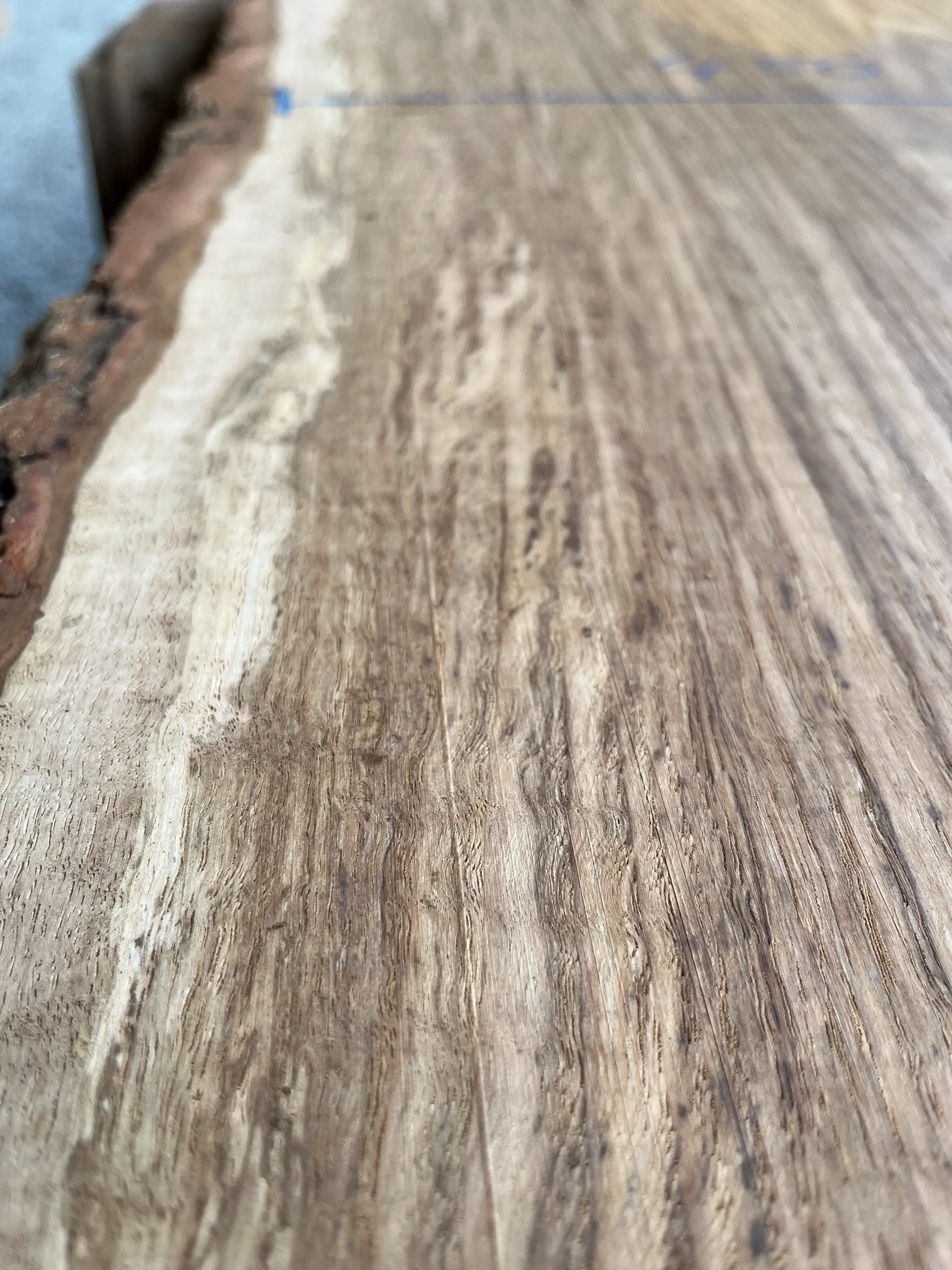 brown oak tt000464.1.webp