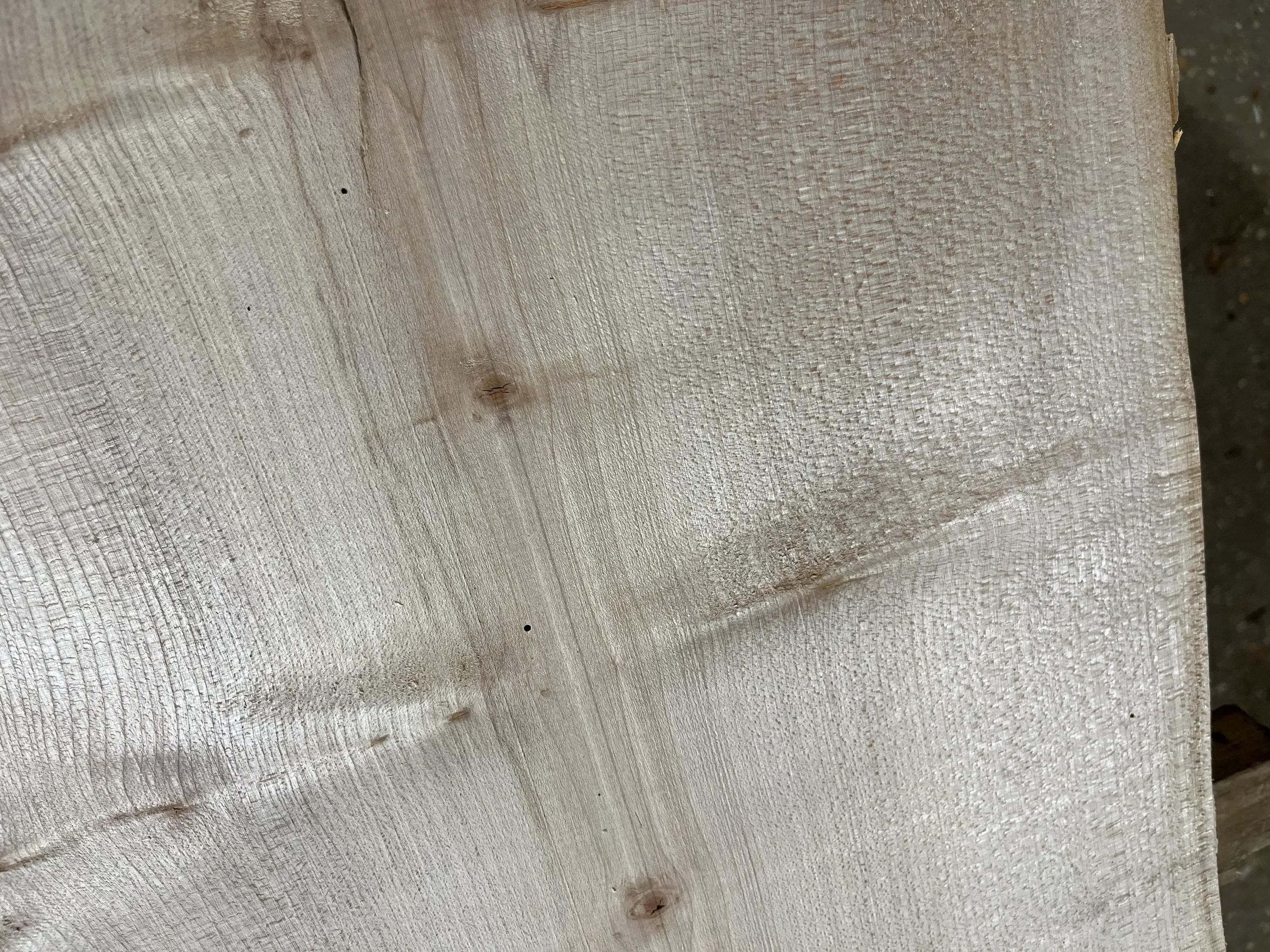 sycamore tt000342.2.webp