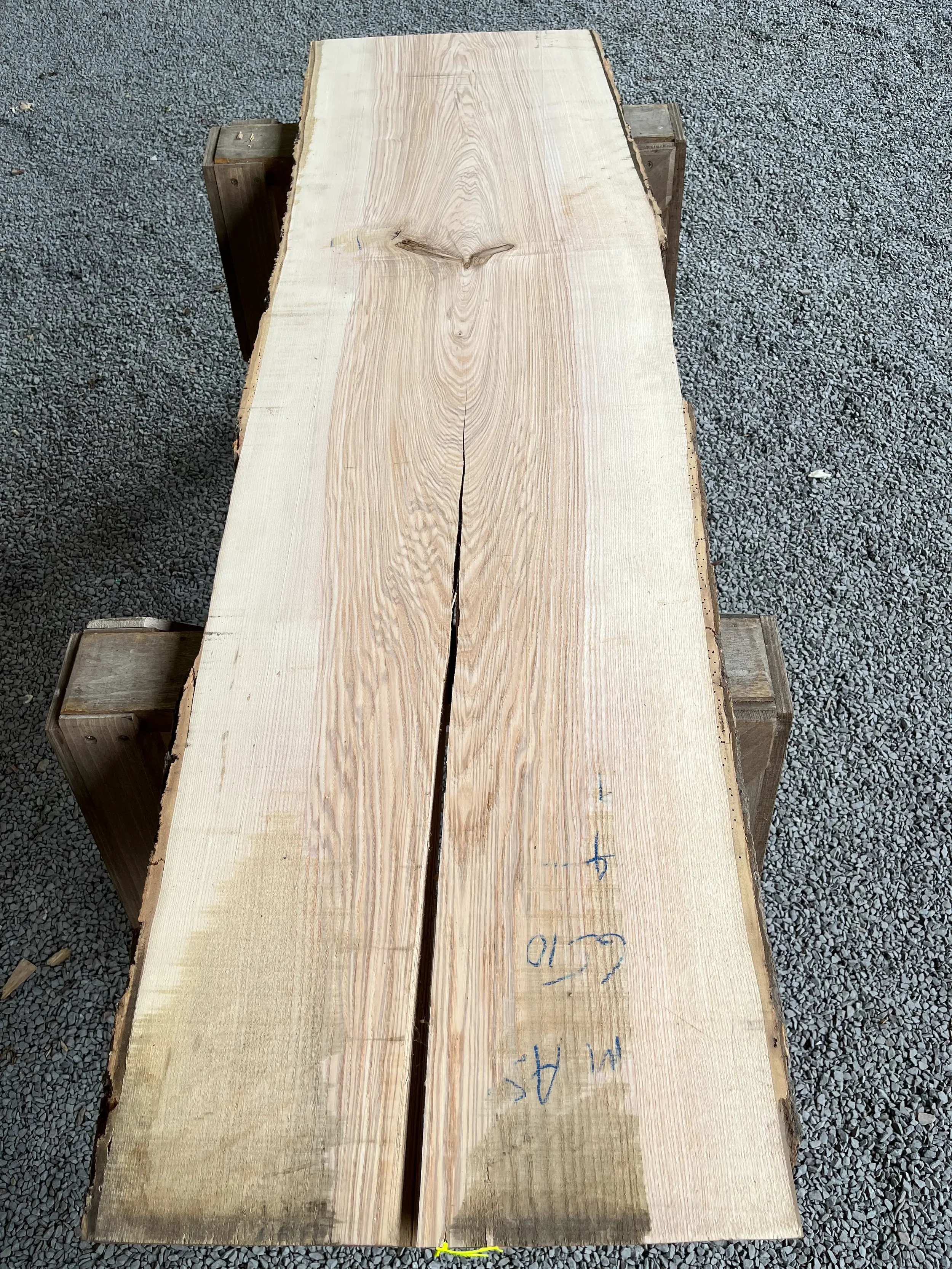 ash tt000405.1.webp