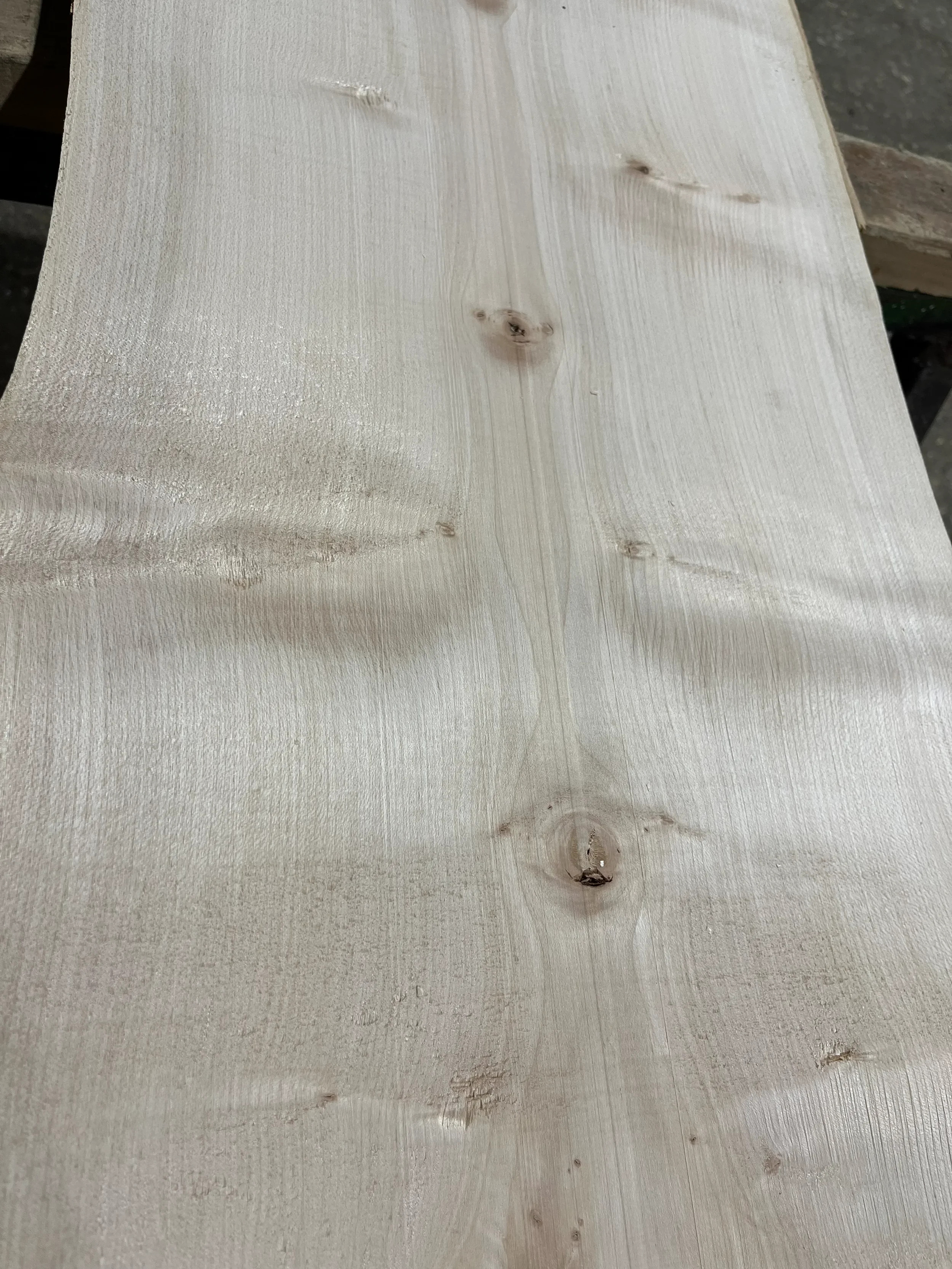 sycamore tt000343.2.webp