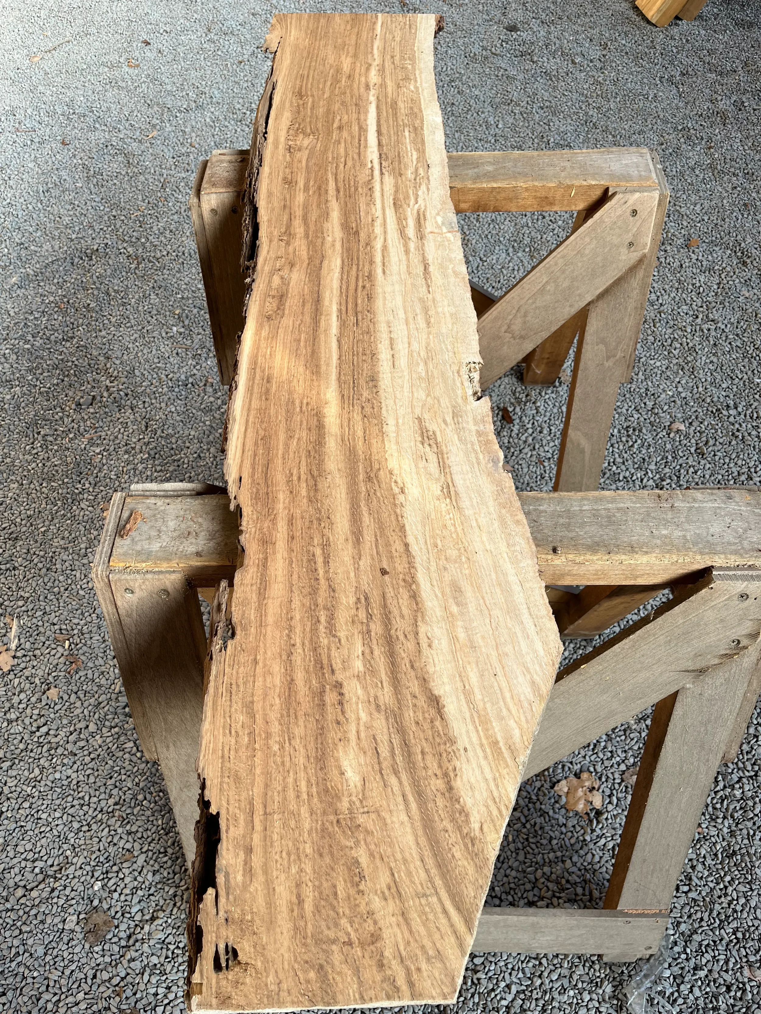brown oak tt000466.1.webp