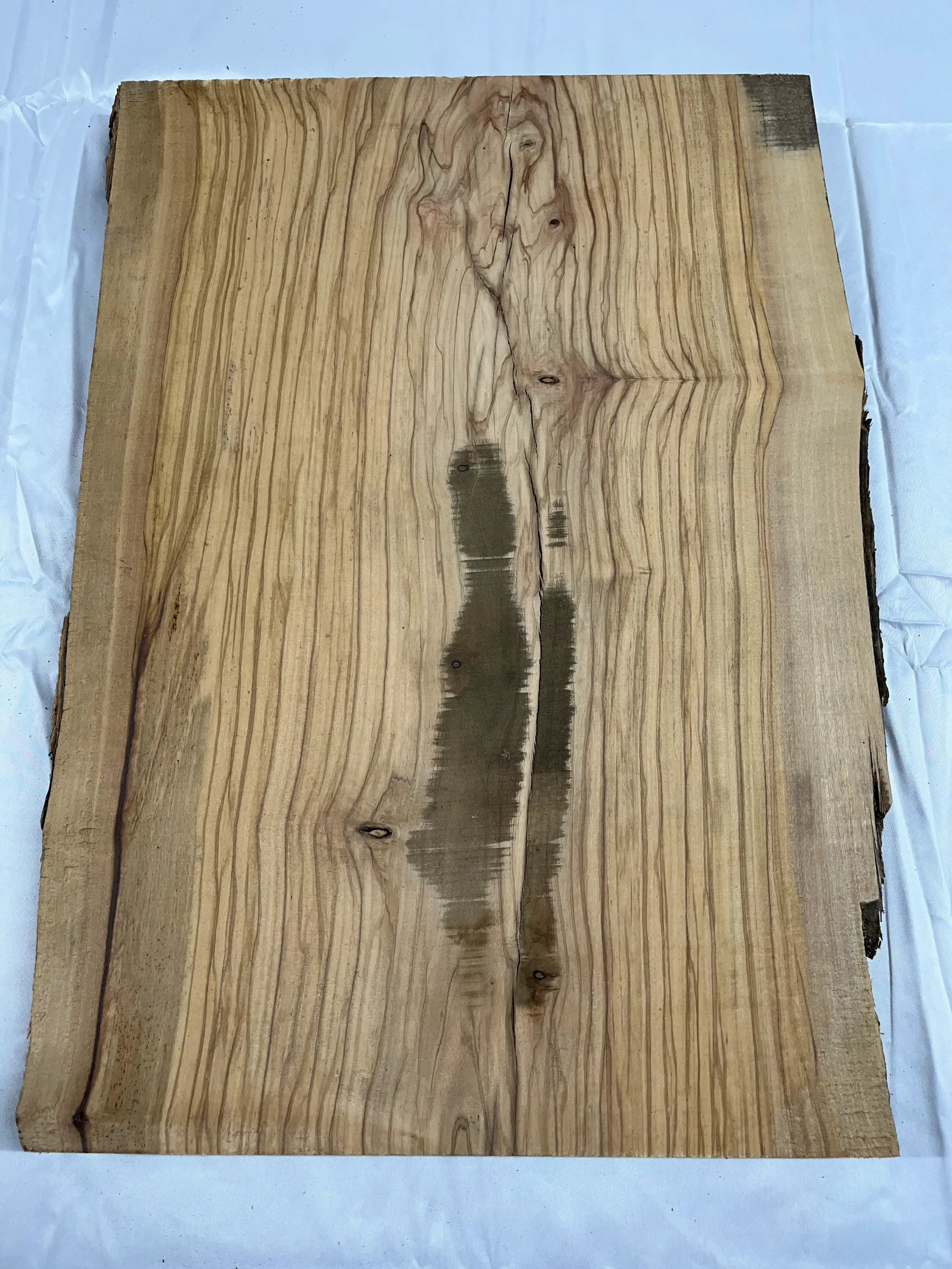 olive tt000499.1.webp