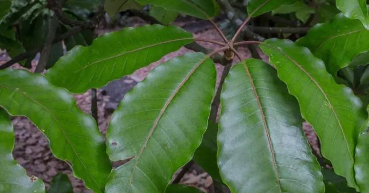J is for Jelutong A lesserknown hardwood — W.L West & Sons