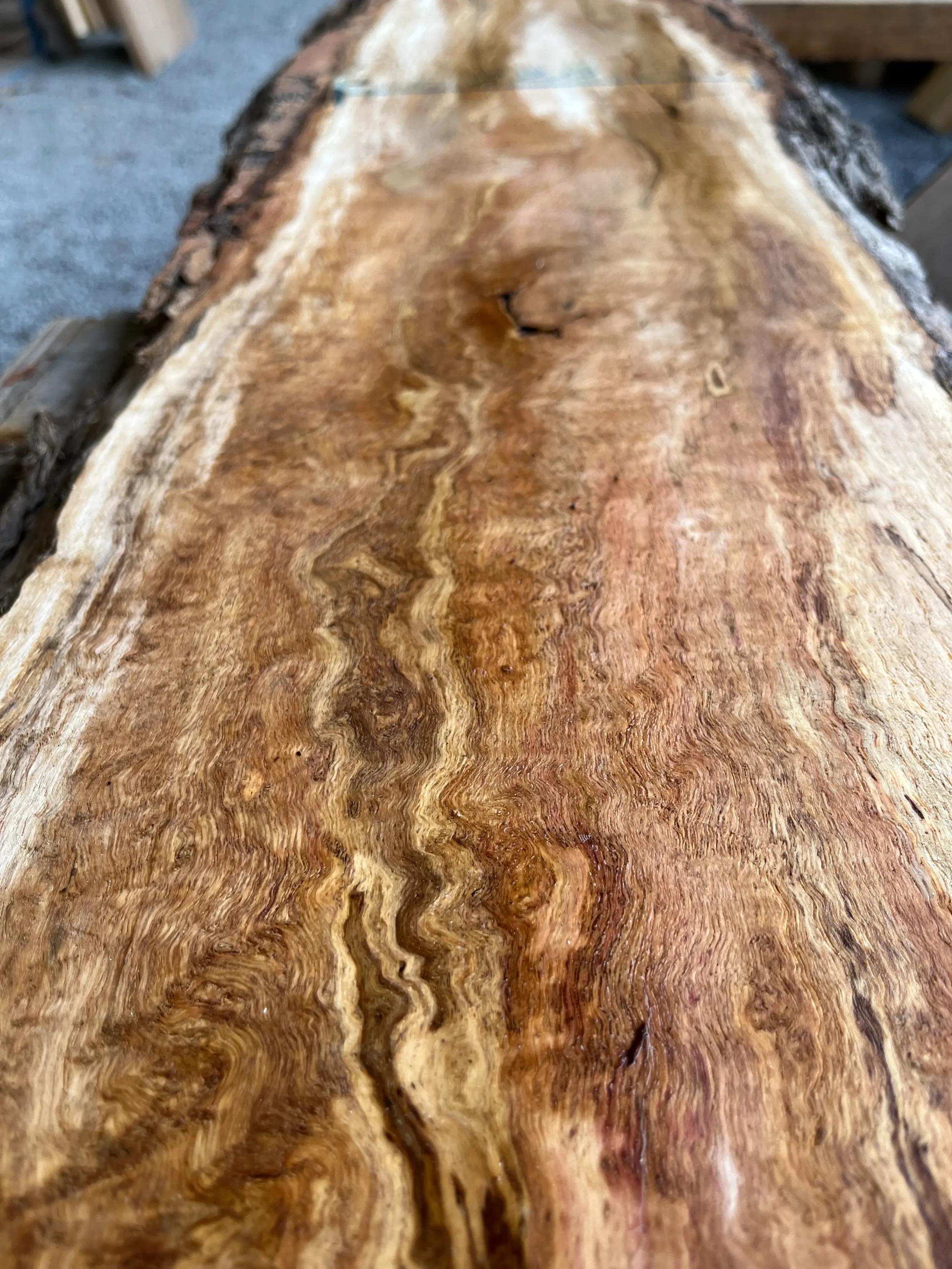 brown oak tt000477.4.webp