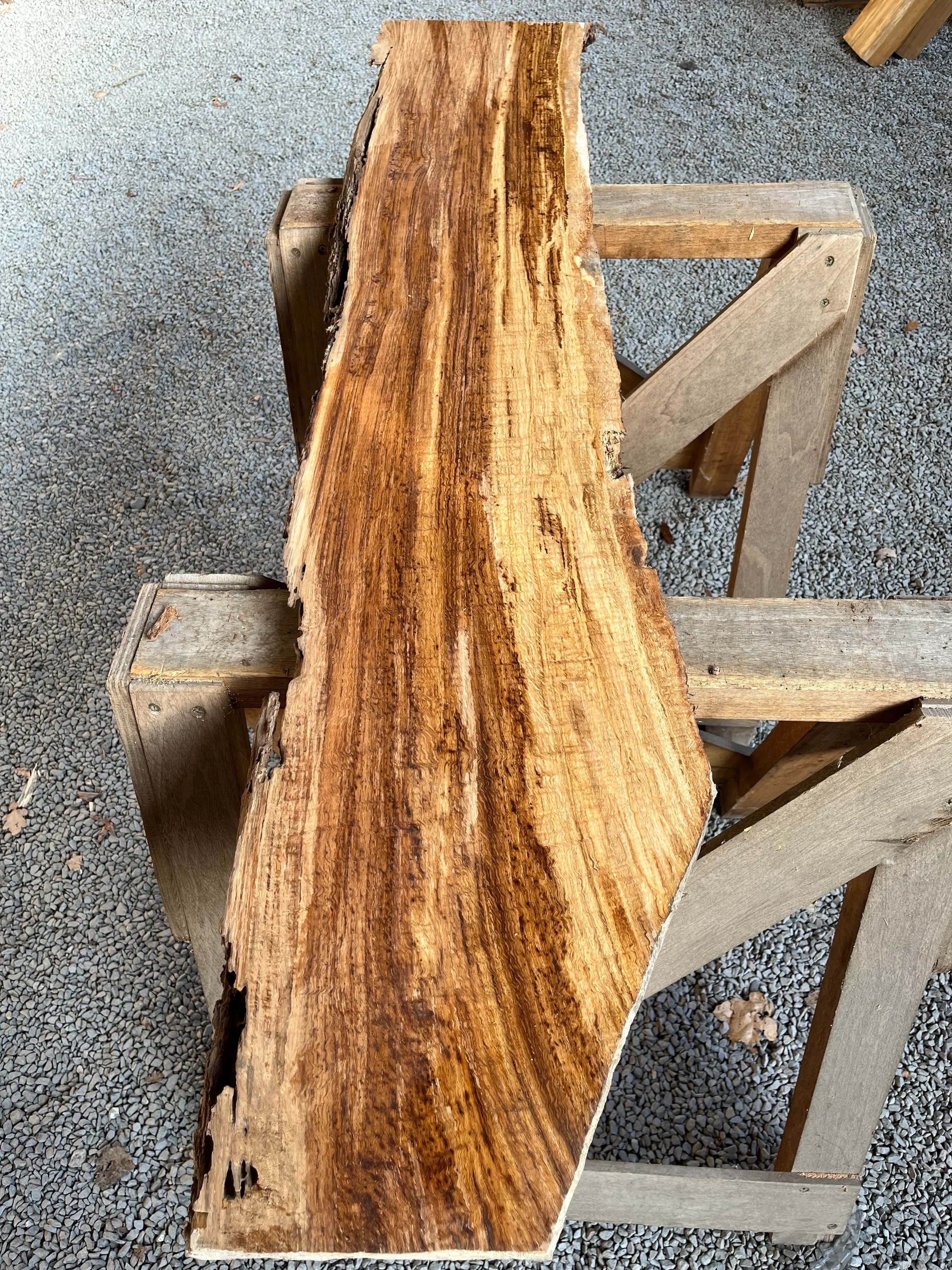 brown oak tt000466.2.webp
