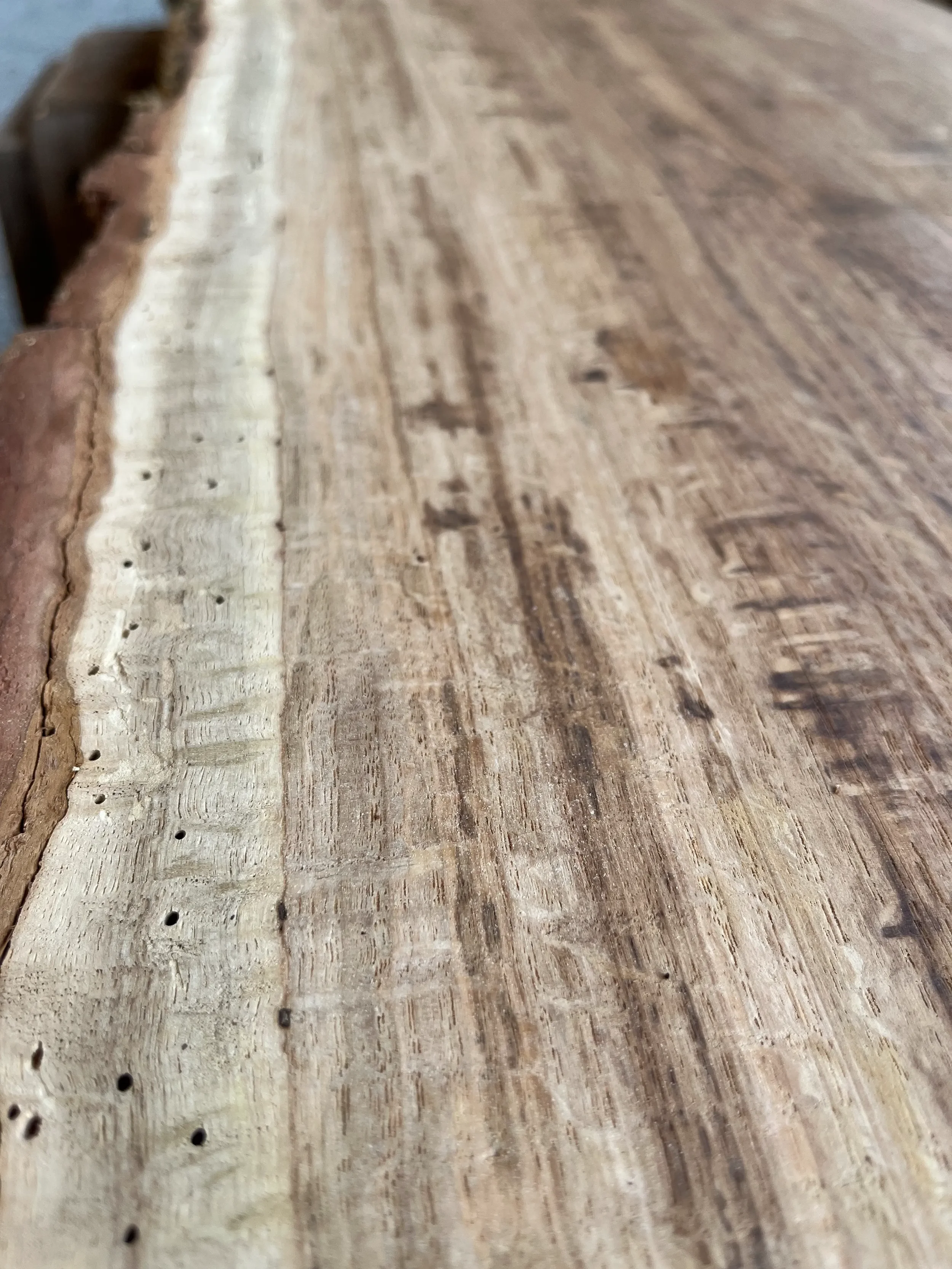 brown oak tt000465.2.webp