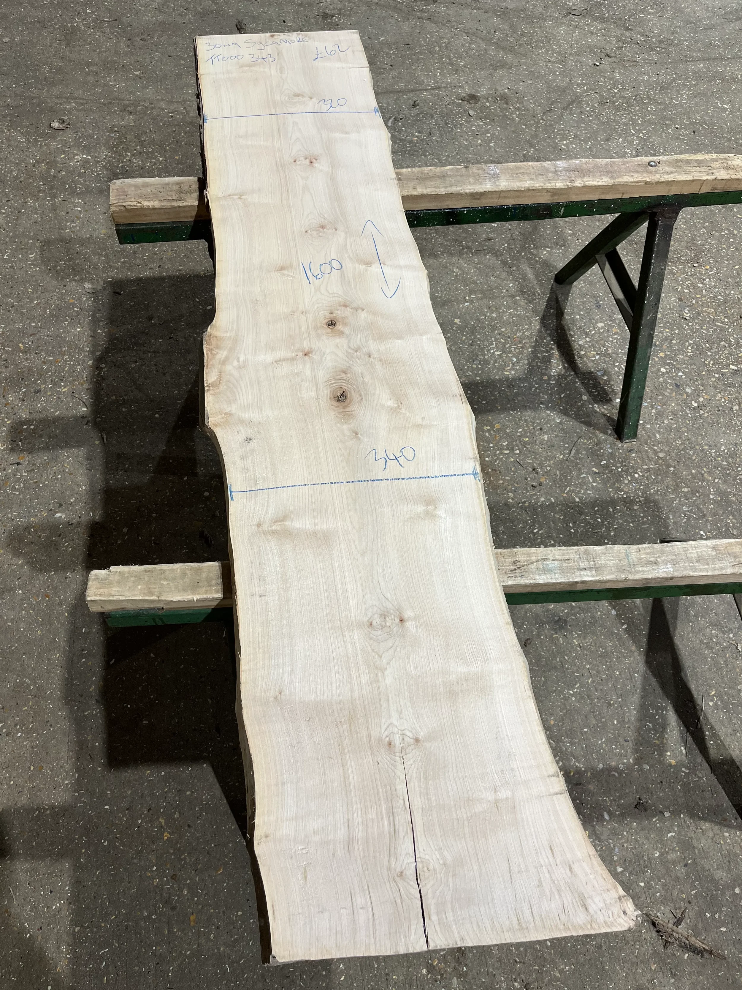 sycamore tt000343.webp