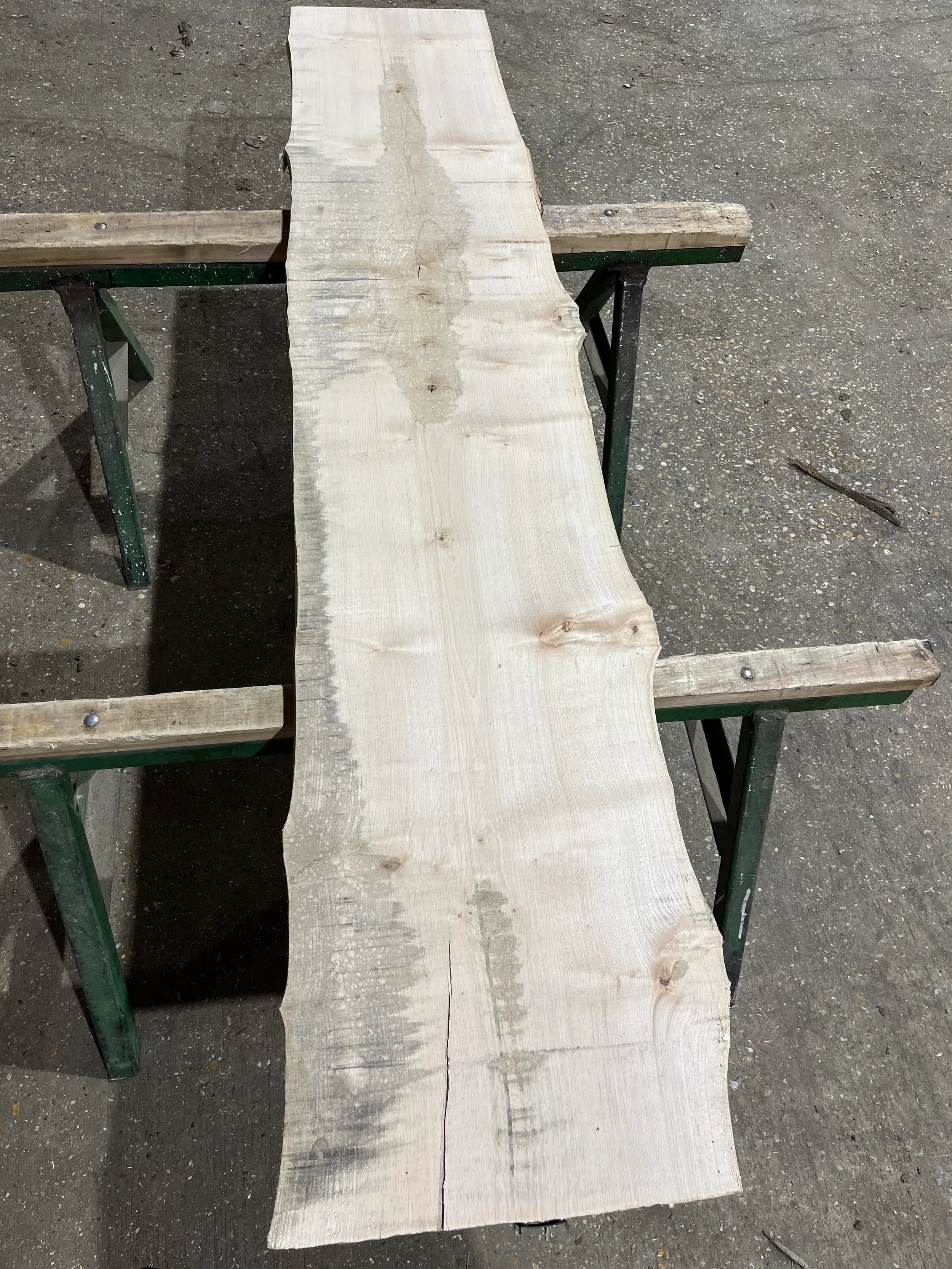 sycamore tt000340.1.webp