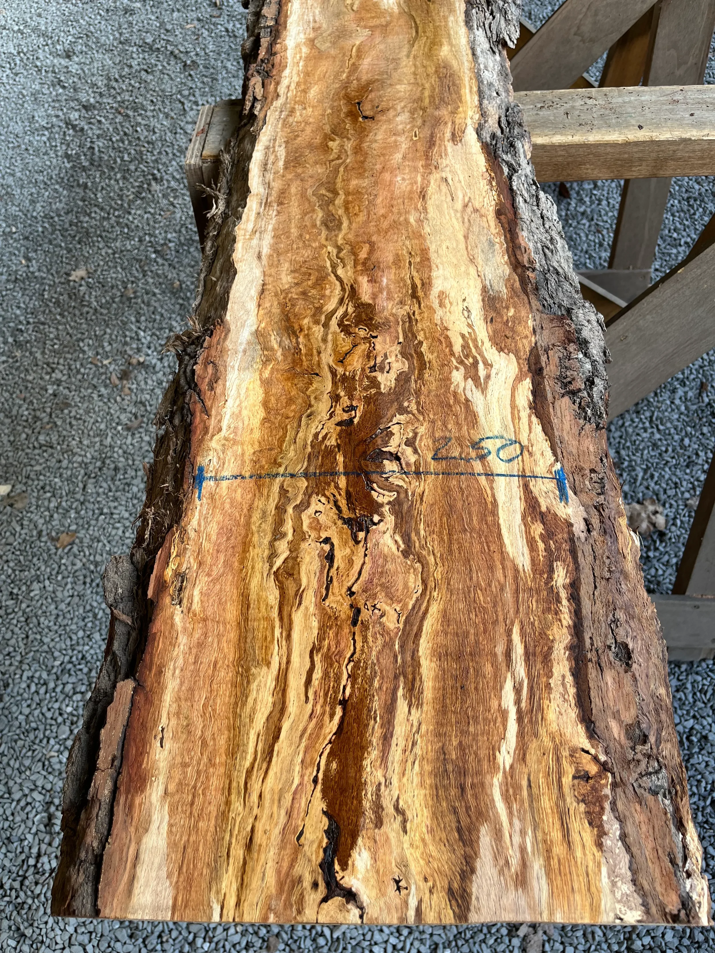 brown oak tt000477.3.webp