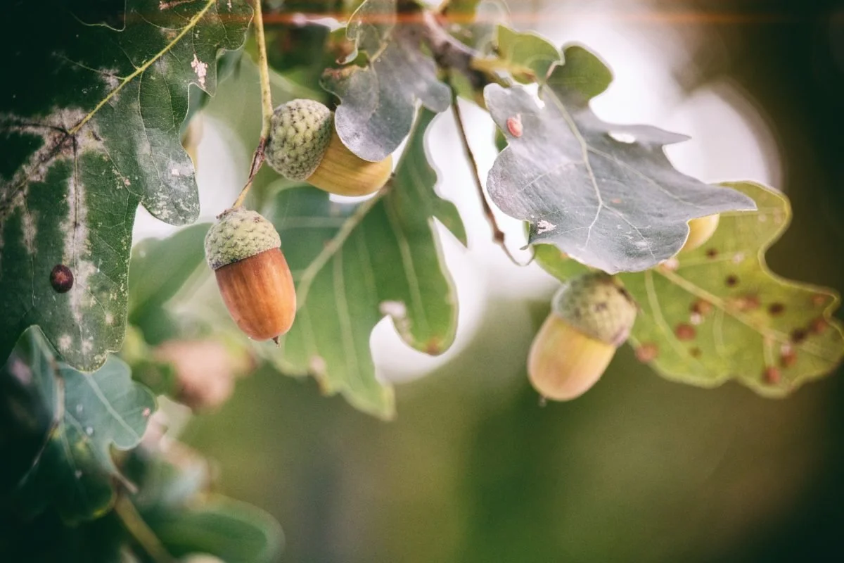 oak sustainability