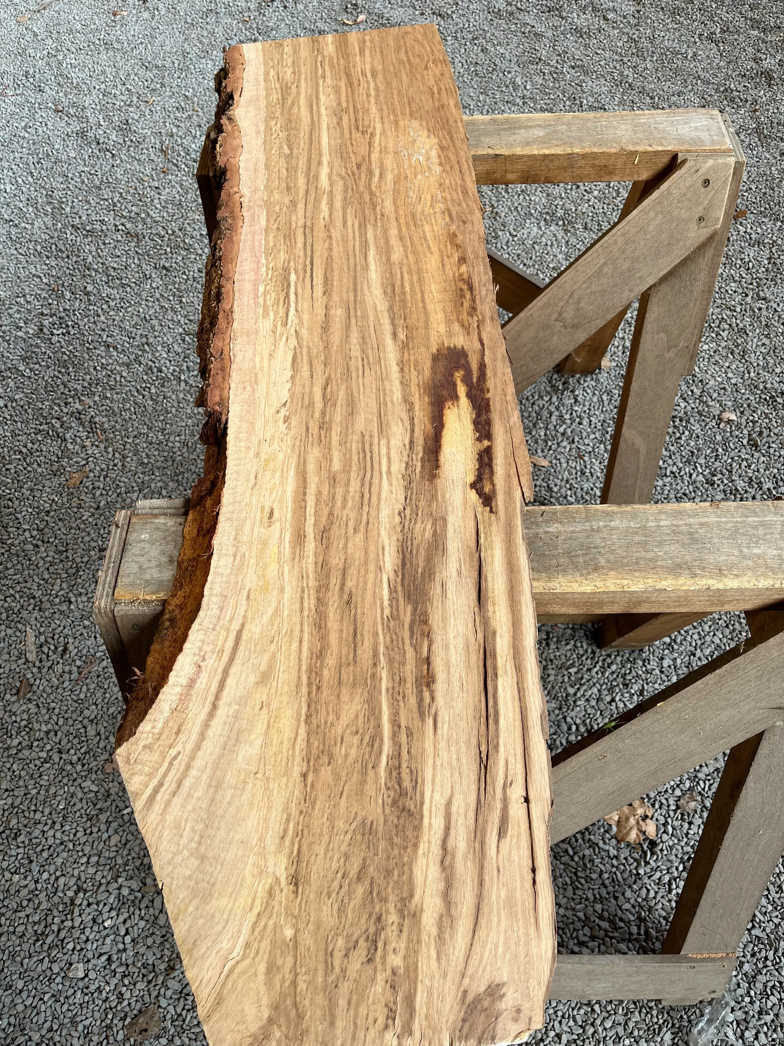 brown oak tt000460.1.webp