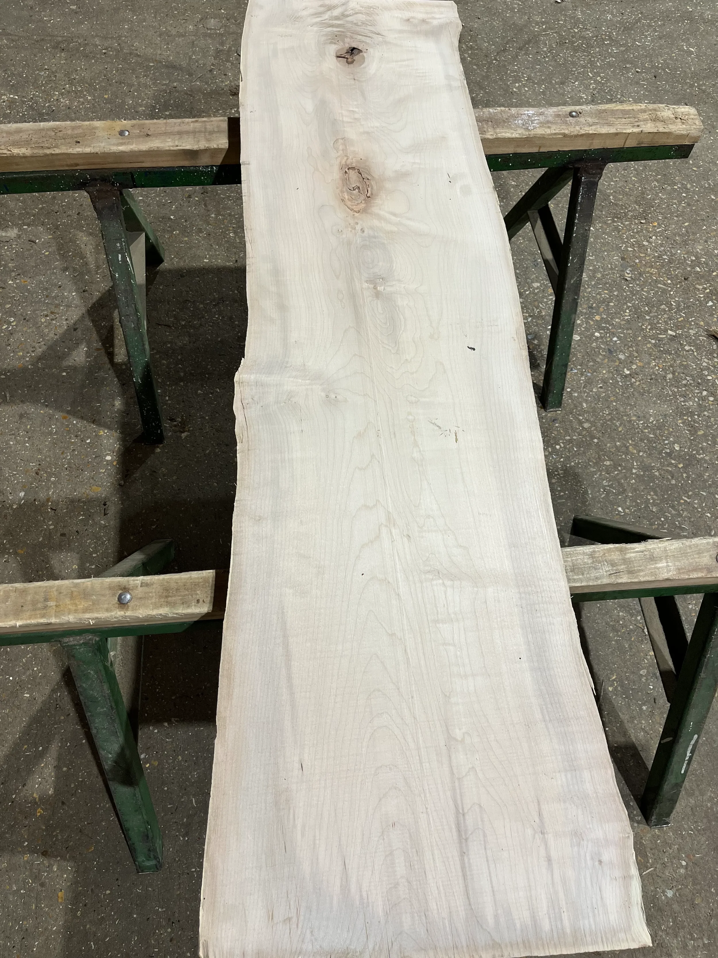 sycamore tt000341.webp