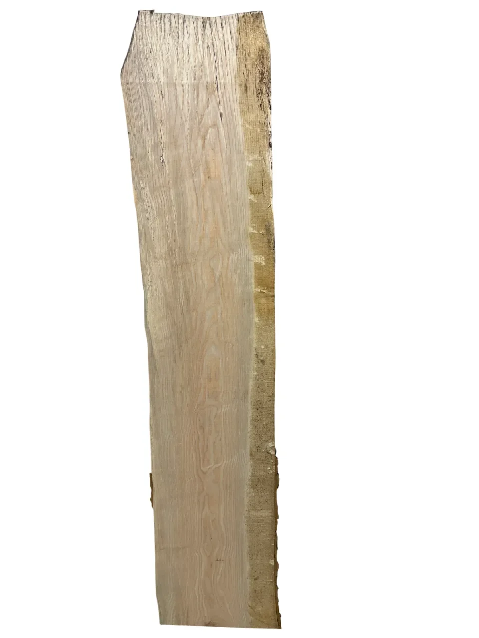 ash tt000322.1-Photoroom.webp