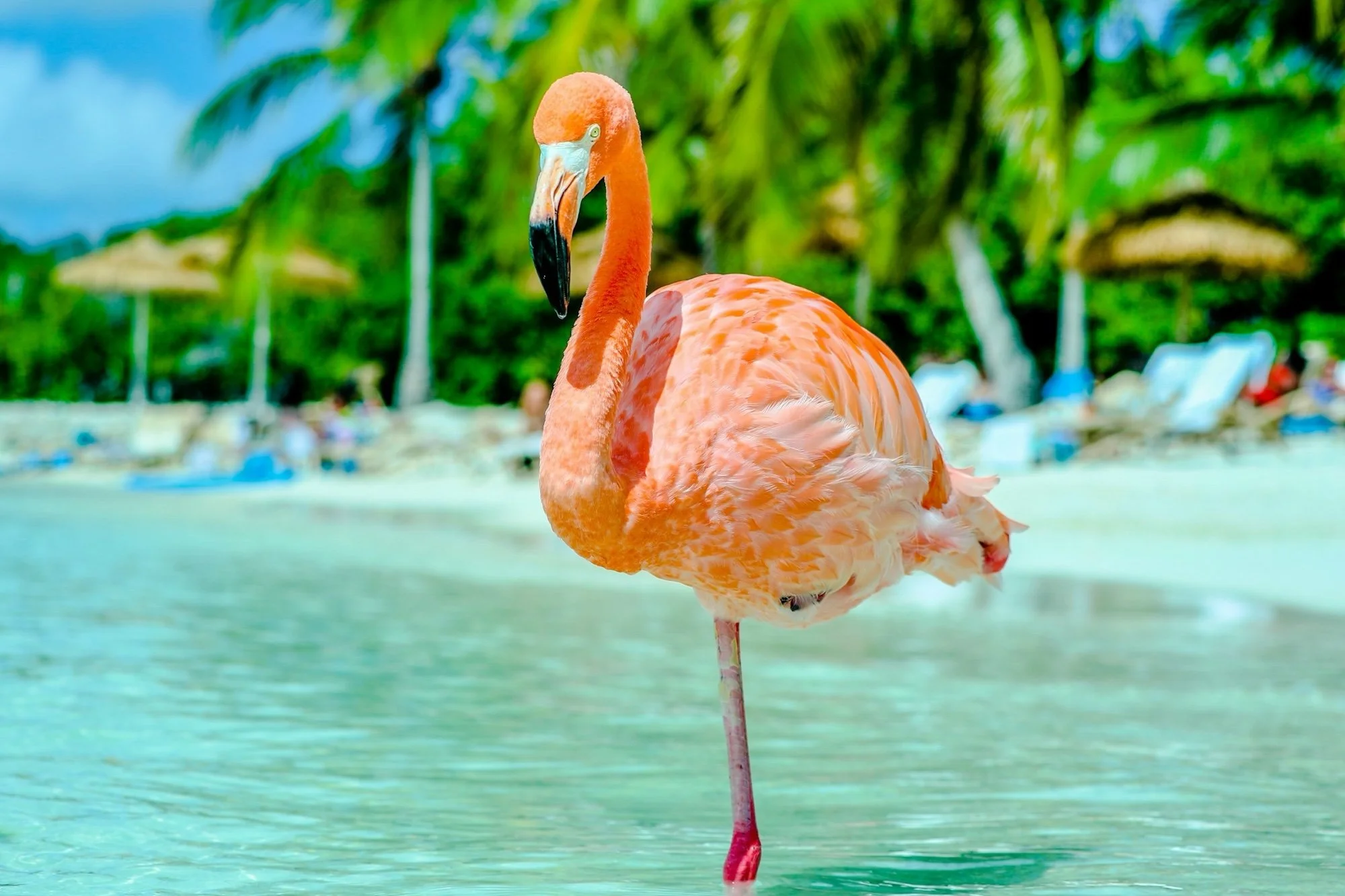Aruba