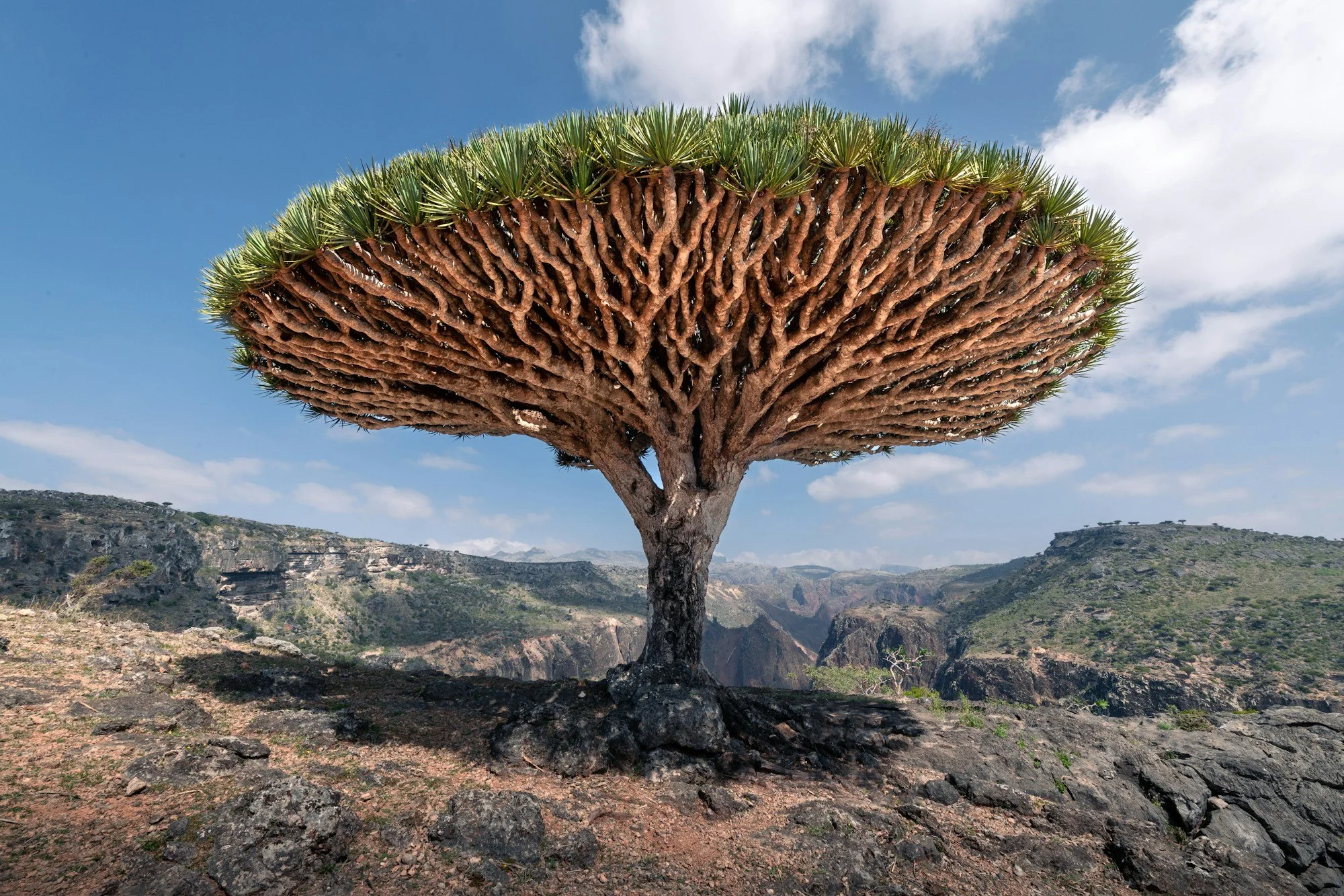 Socotra (Yemen)