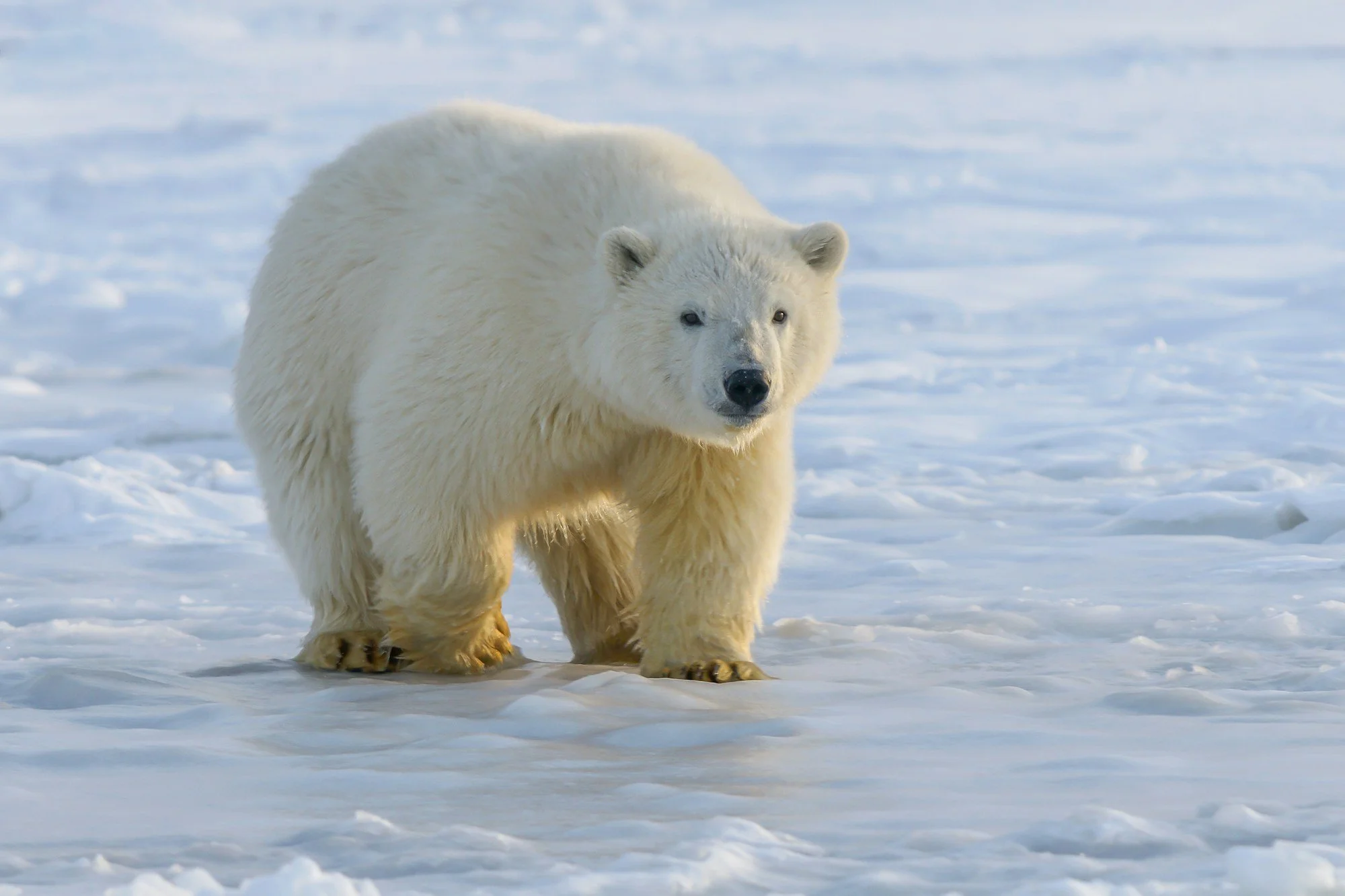Svalbard (Norway)