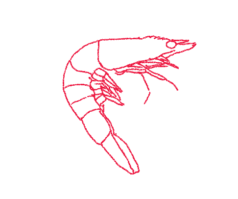 Line drawing of a shrimp outline in red on a white background.