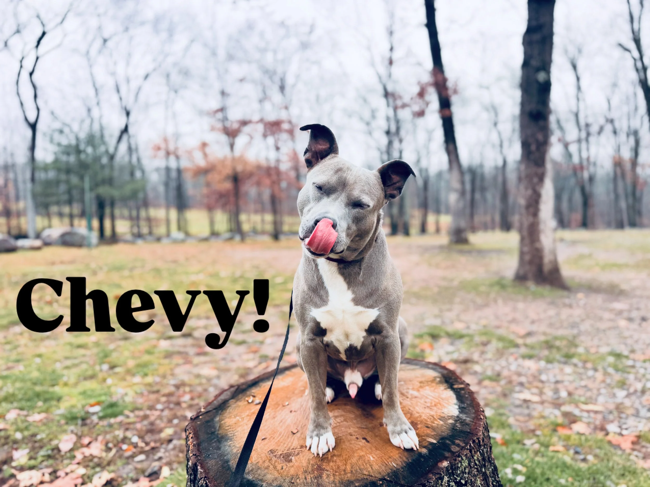 A cheerful dog sitting on a log in a park with leafless trees in the background, licking its nose.