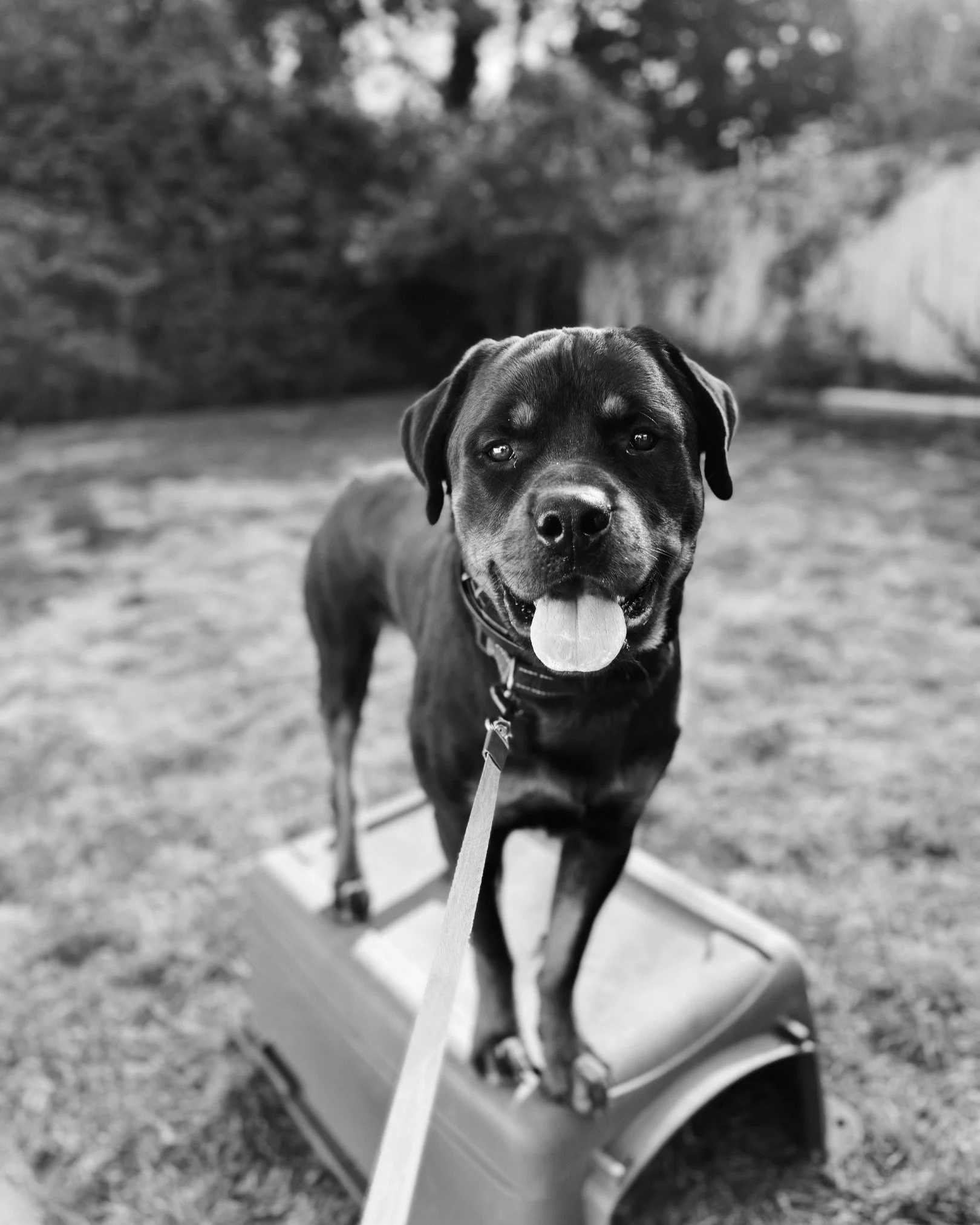 Black and white photo of a happy dog with a flat tongue, standing in a wheelbarrow with a background of blurred trees and ground.