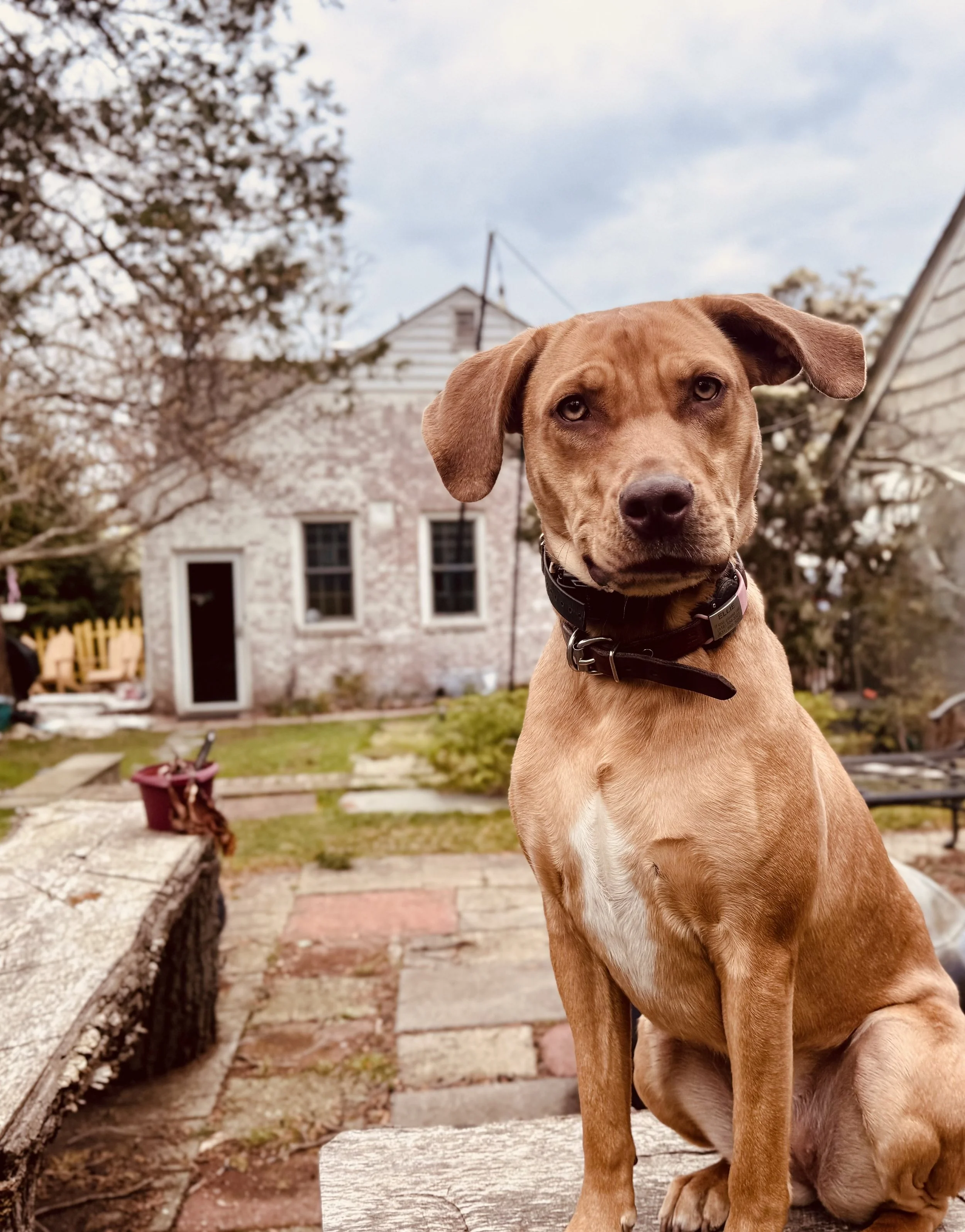 A tan and gray dog with floppy ears and sad eyes sitting outdoors on a wooden surface in front of a house with white siding and blooming trees.