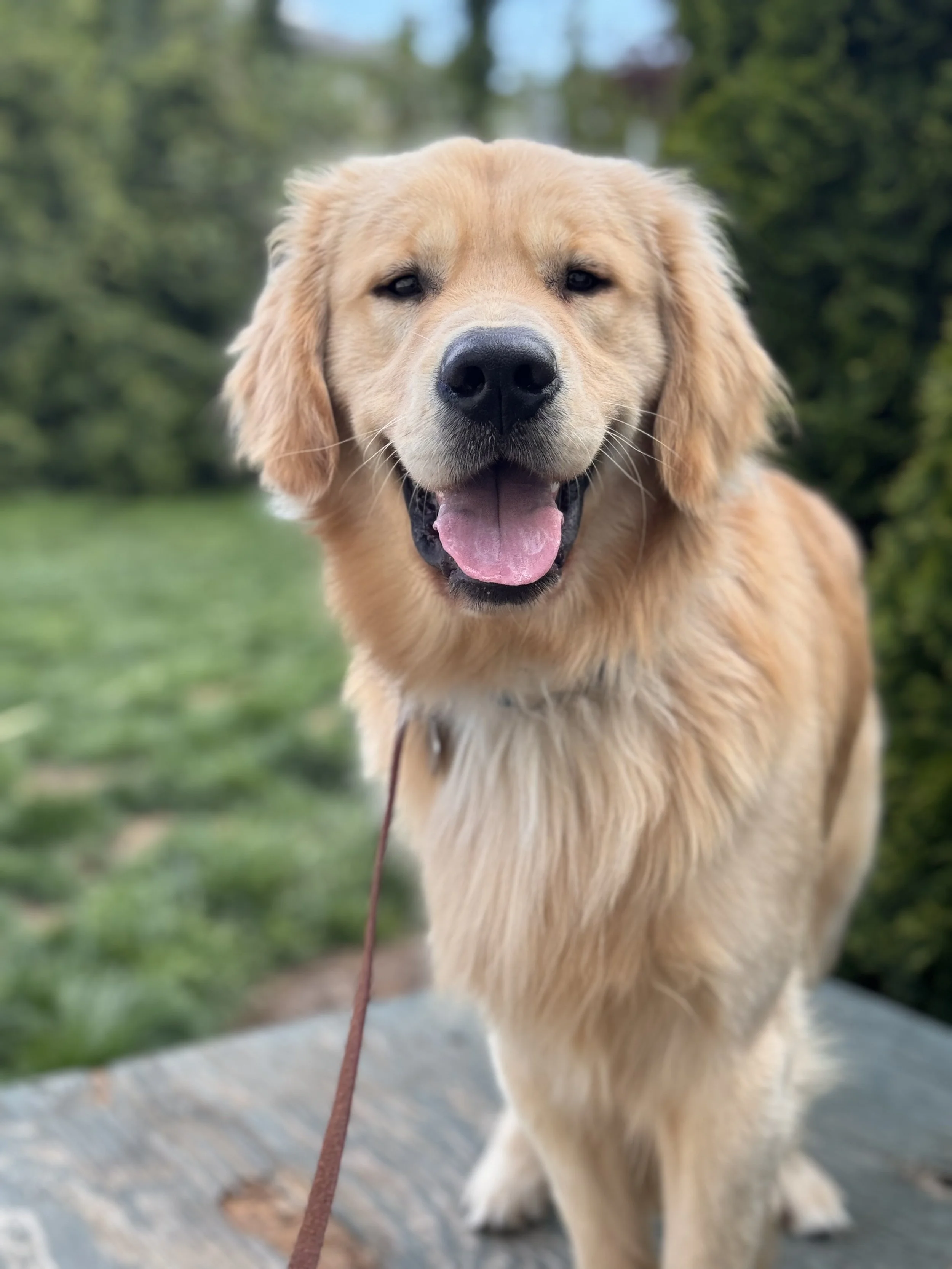 Close-up of a happy golden retriever dog with its tongue out, standing outdoors on a sidewalk with greenery in the background.