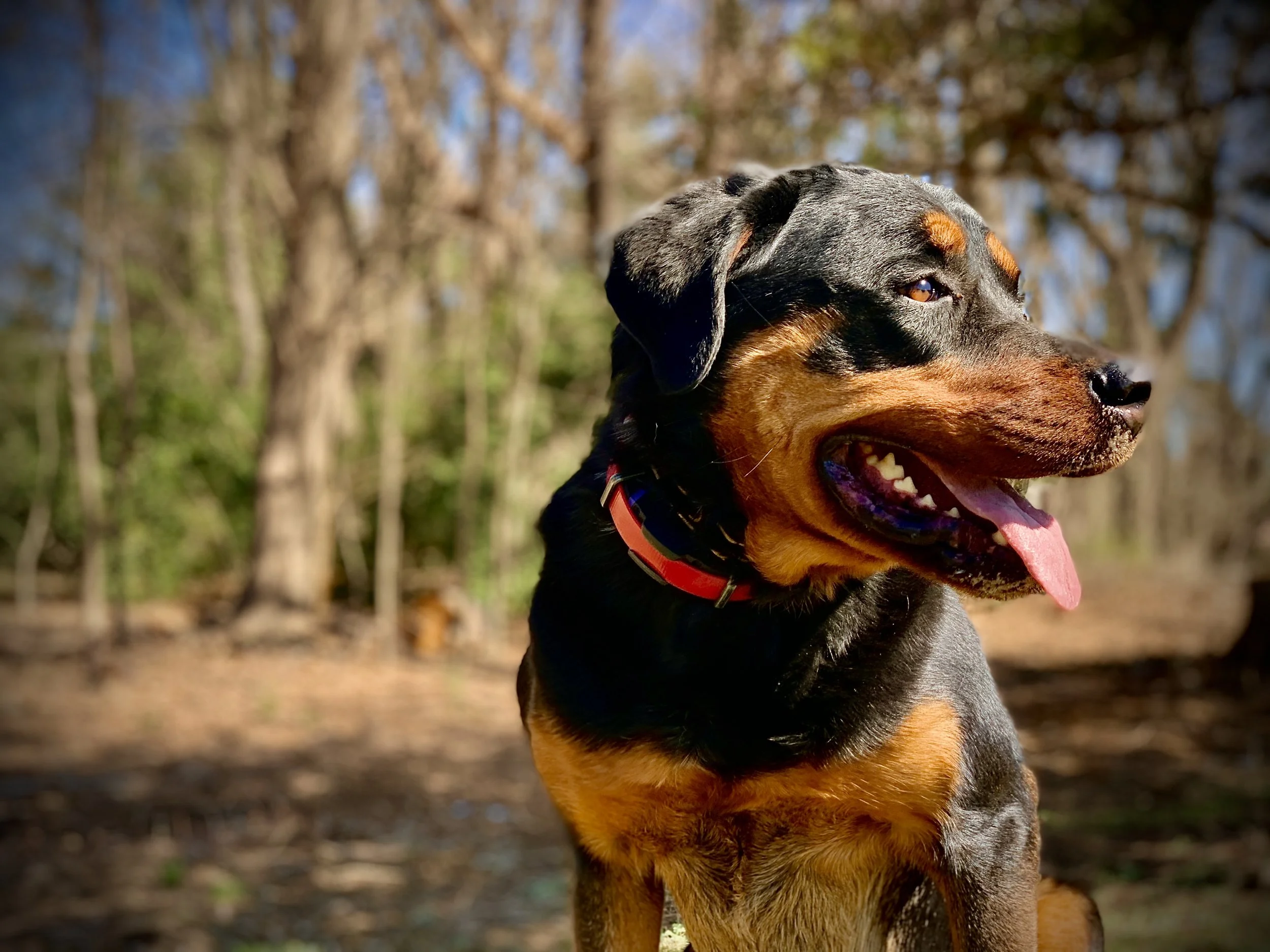 Close-up of a black and tan dog, possibly a Doberman or Rottweiler mix, with its tongue out, outdoors in a wooded area with blurred trees in the background.