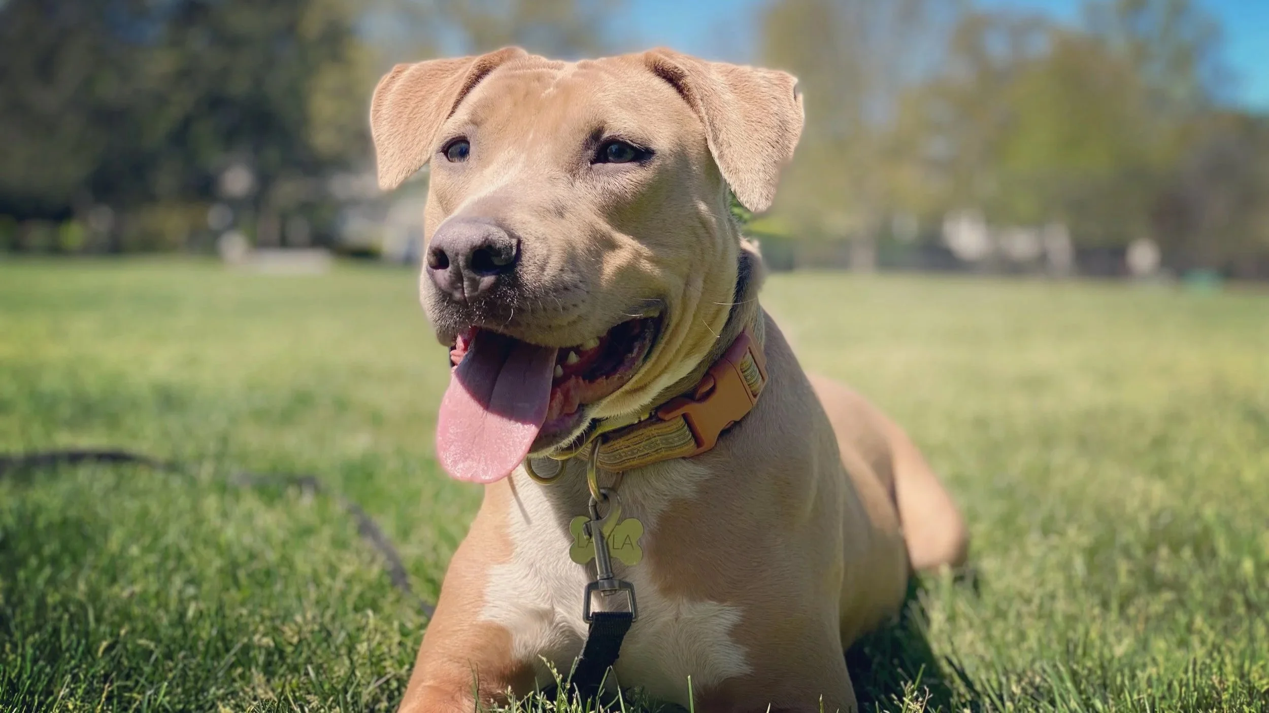 A tan dog with a collar, lying on grass in a park with blurred trees in the background, tongue out, looking alert and happy.