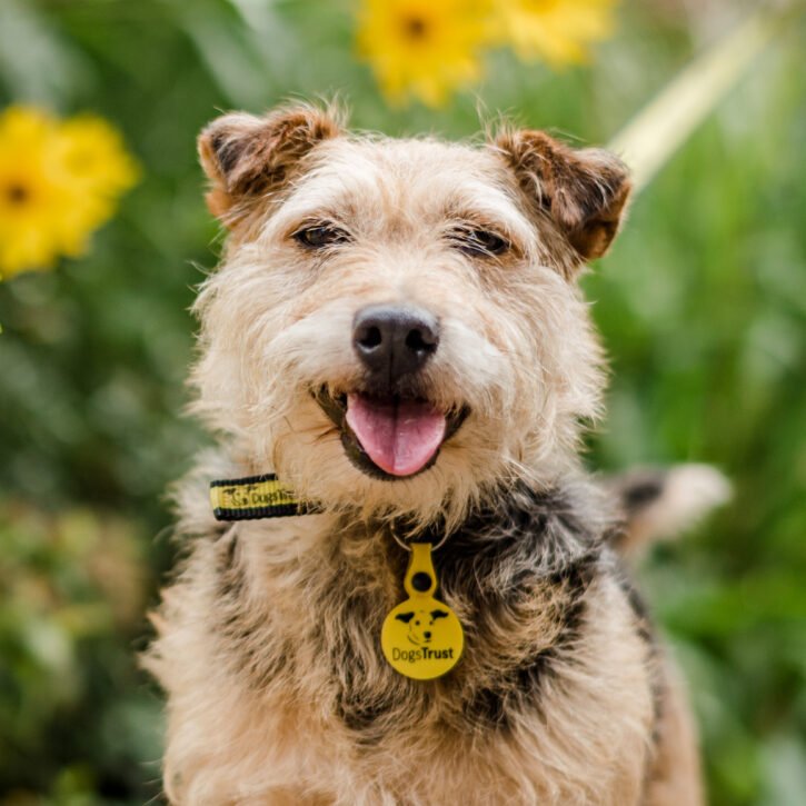 Dogs Trust Dog