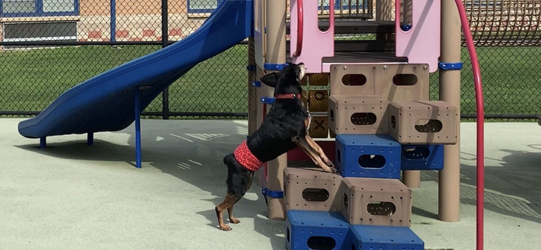 The Silver Lining:  Successful Nosework Strategies for the Senior Handler