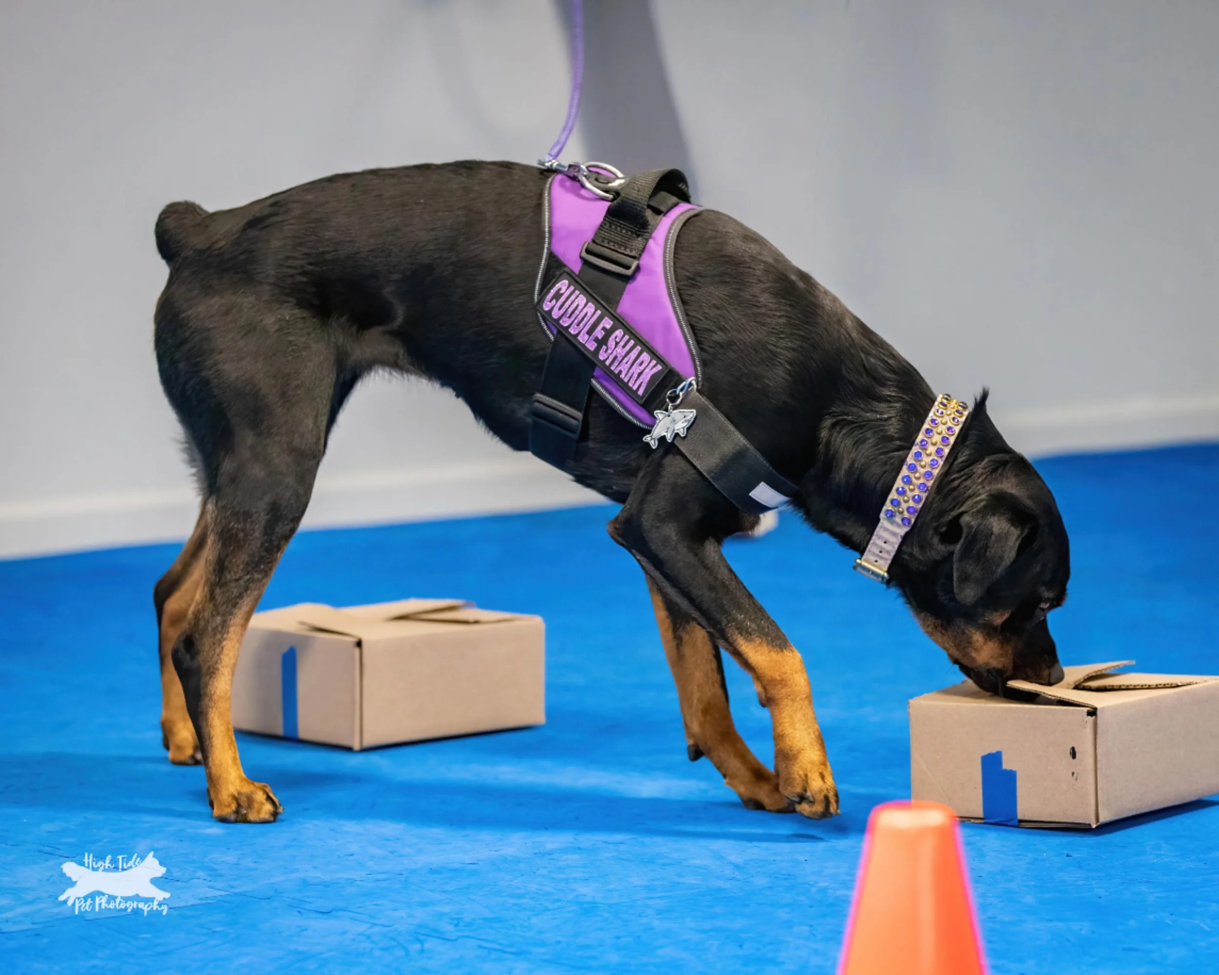 The AKC Novice Element 