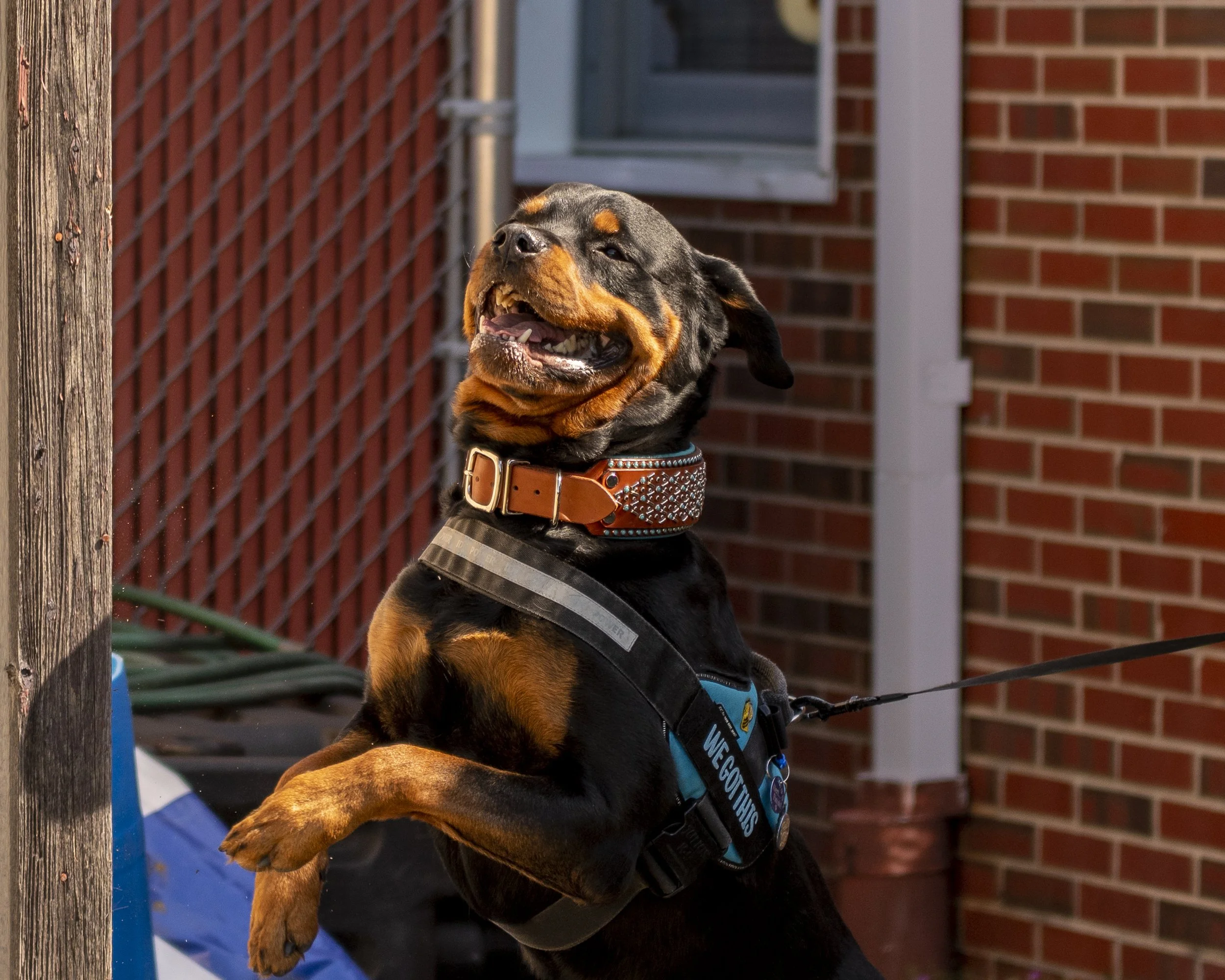 Mastering the AKC Master Level 
