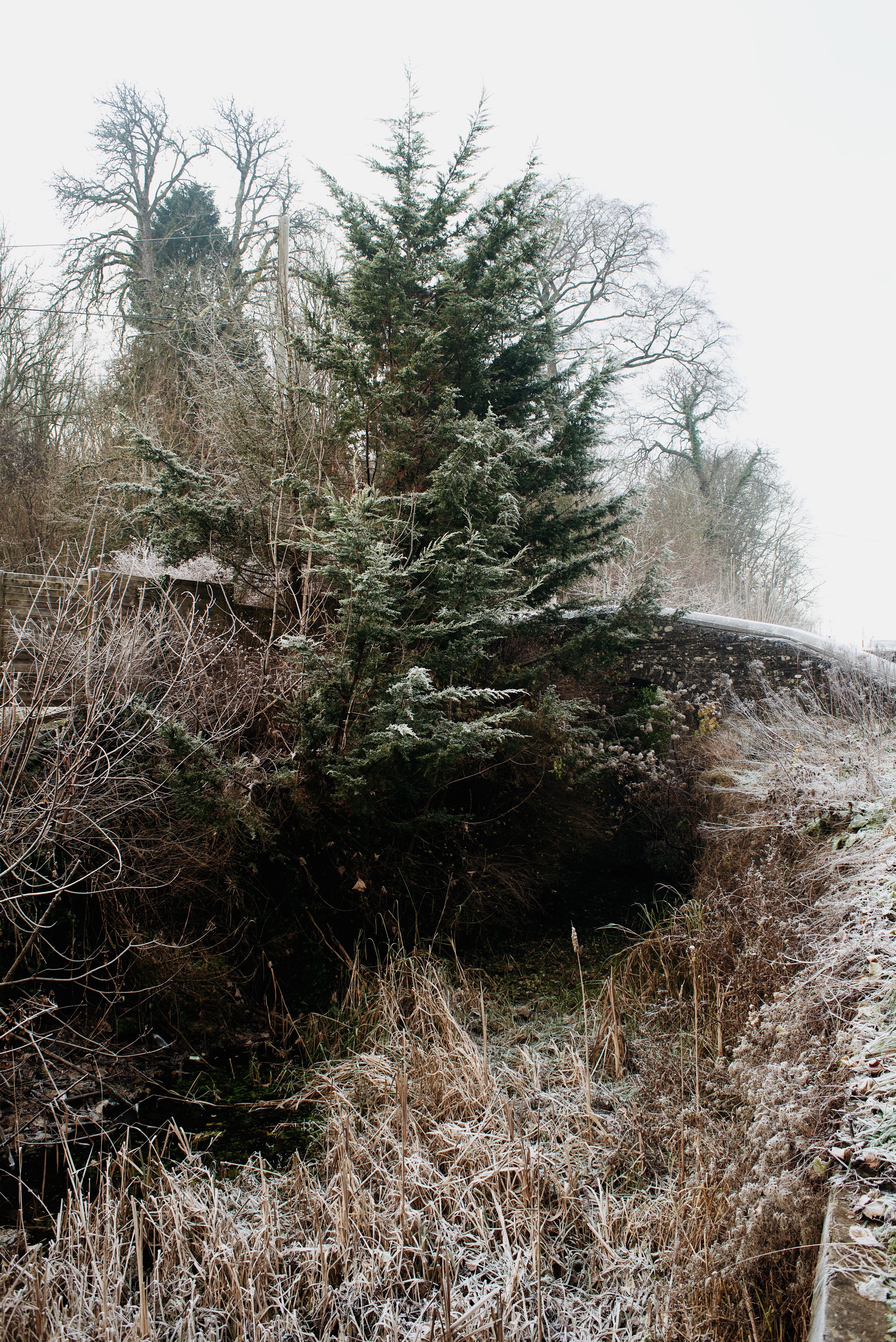 35 fur tree bridge v.JPG