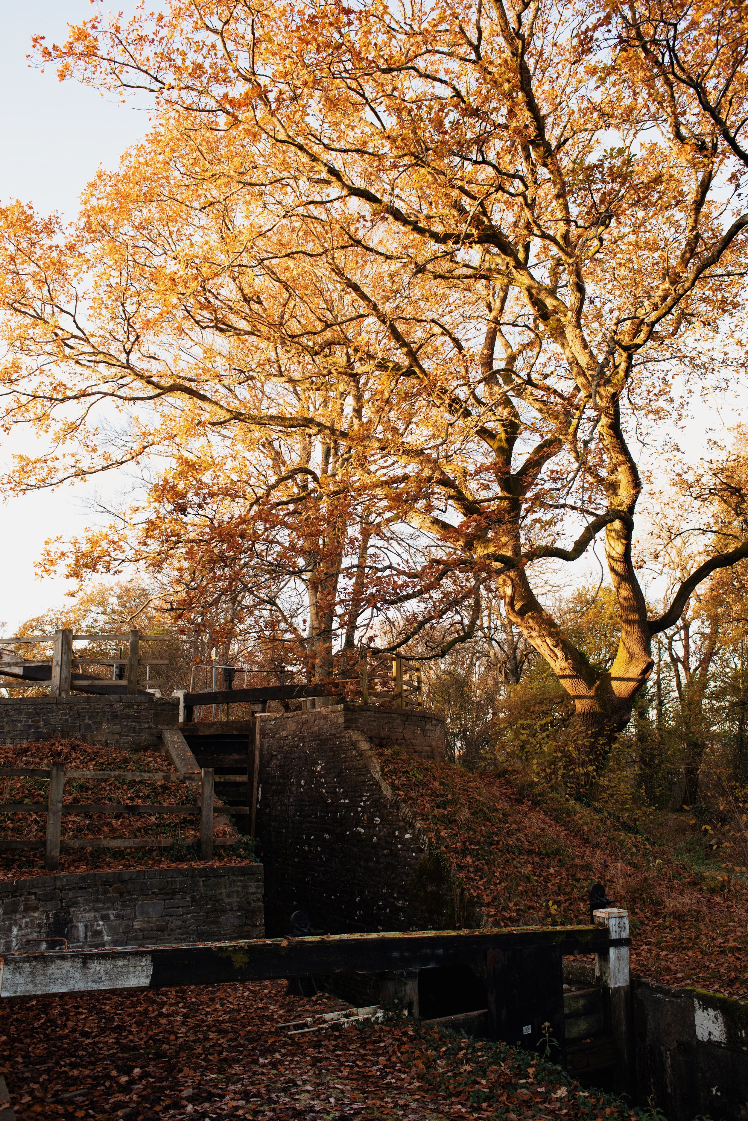 23 orange tree v.JPG